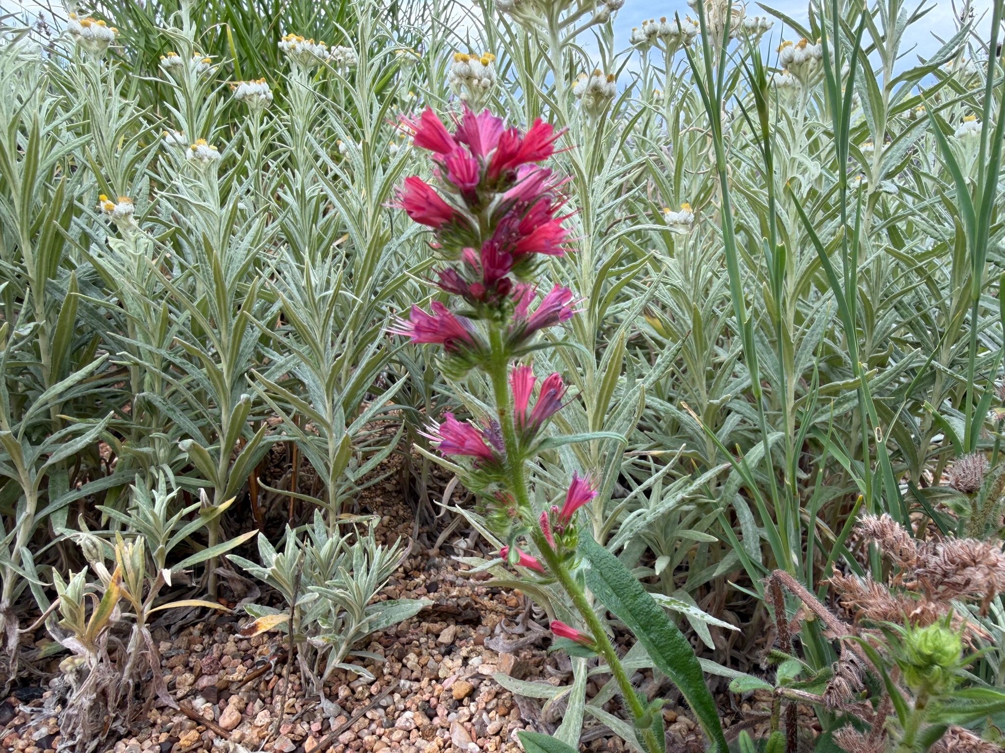 Red-pink flower spike of Pontechium amoenum Red Feathers