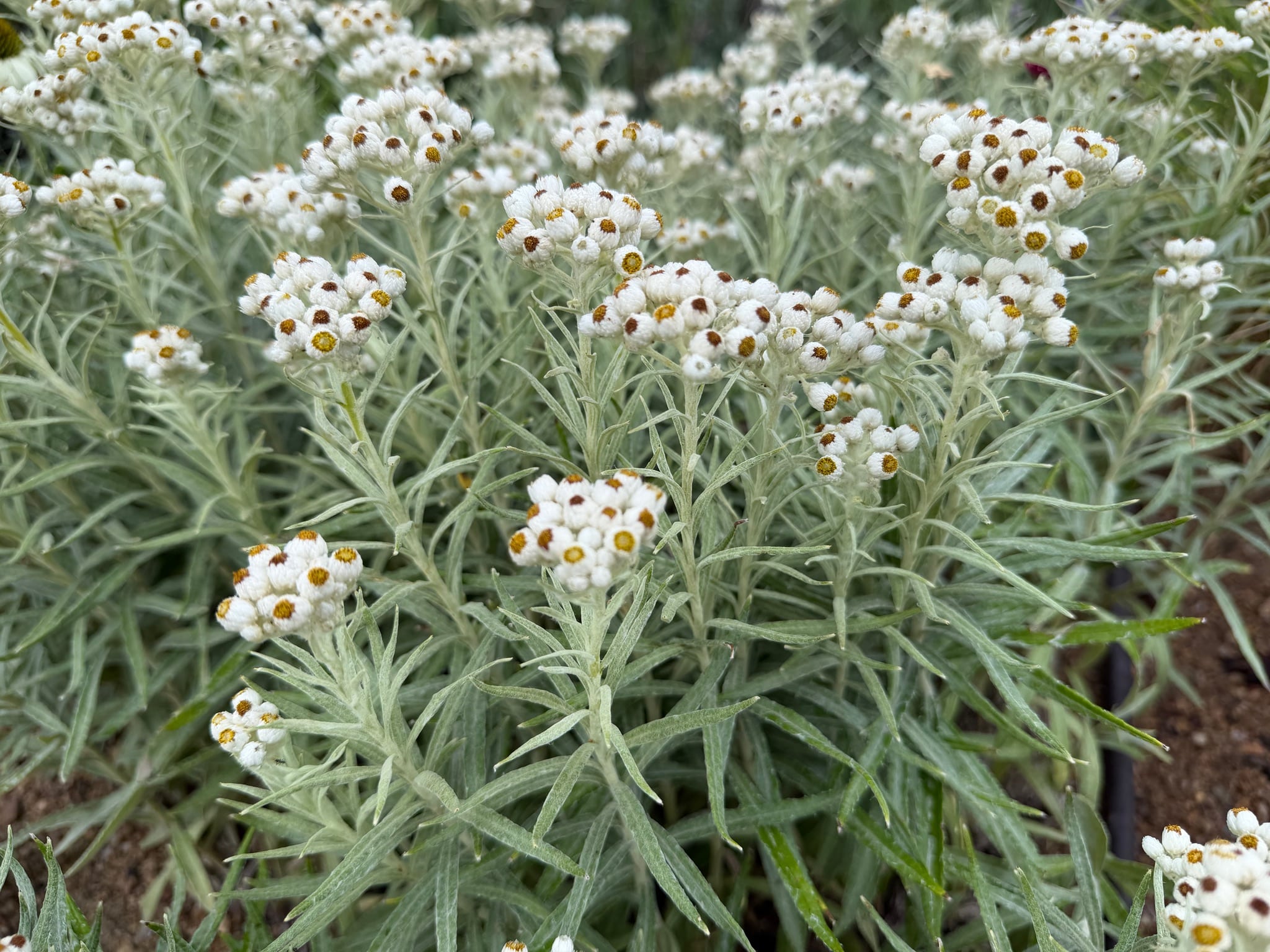 Grouping of white pearls atop silver-green foliage of Pearly Everlasting, Anaphalis margaritacea