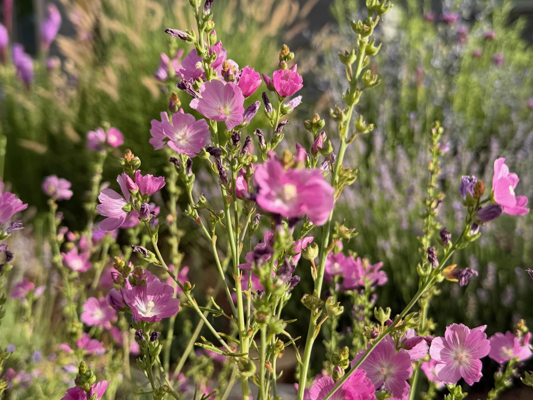 5-petal, pink star flowers on tall stems of Rocky Mountain Checker-mallow, Sidalcea neomexicana