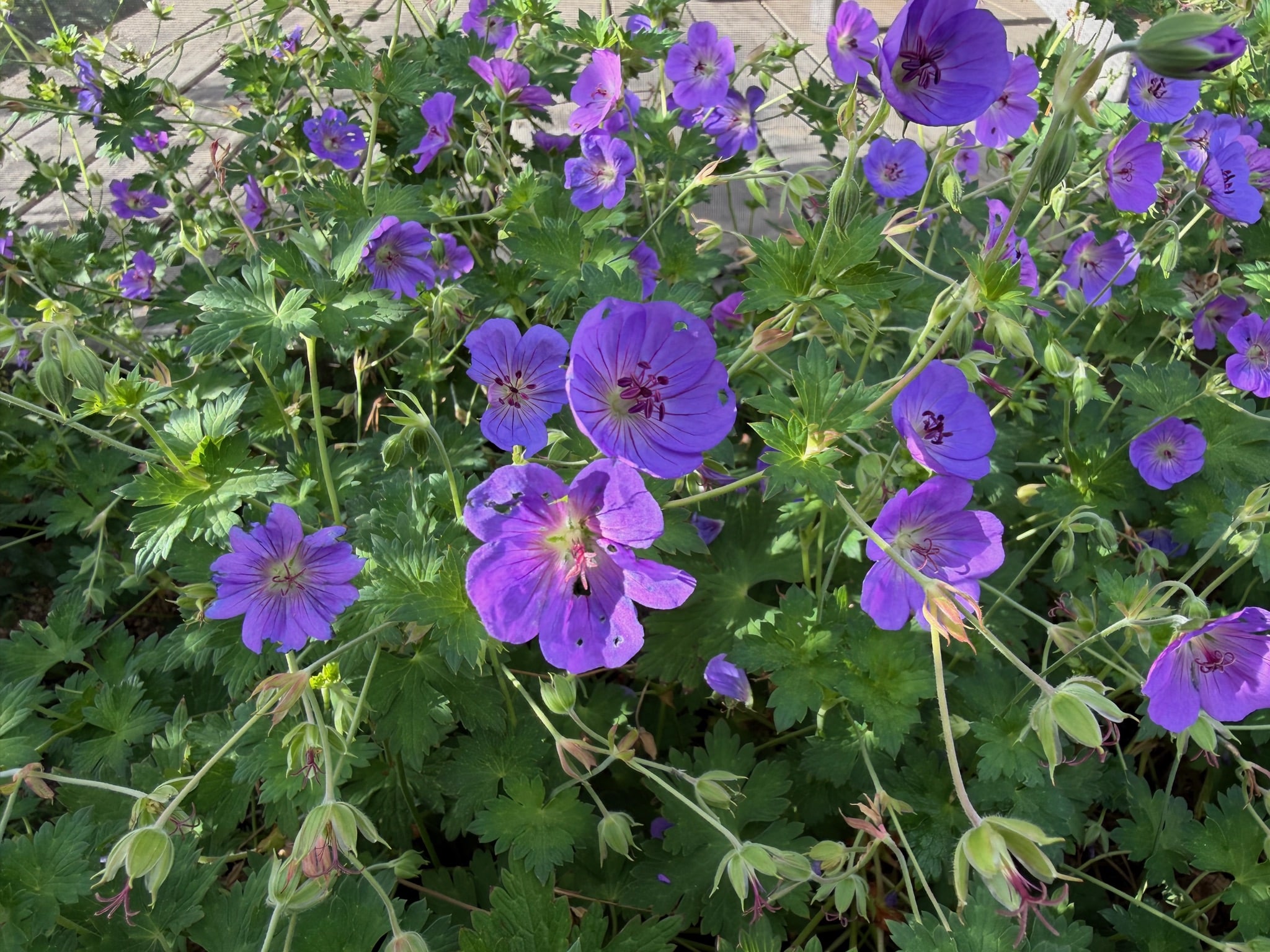 Rozanne Geranium with frilly leaves topped by small, purple cup flowers.
