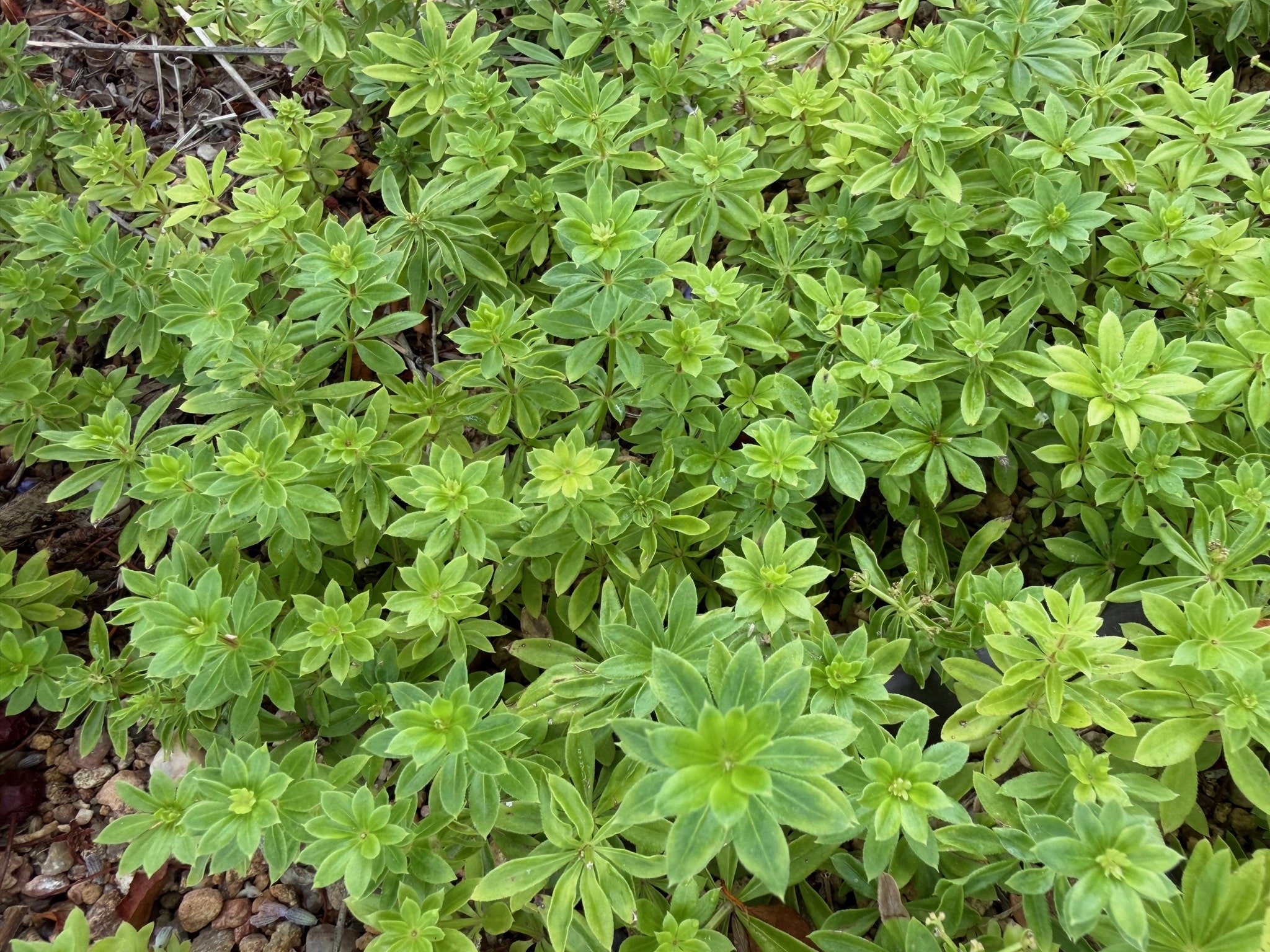 6 inch tall Sweet Woodruff, Galium odoratum with a circle of 8 small, green leaves in 4 or 5 tiers and tiny white flowers in Spring.