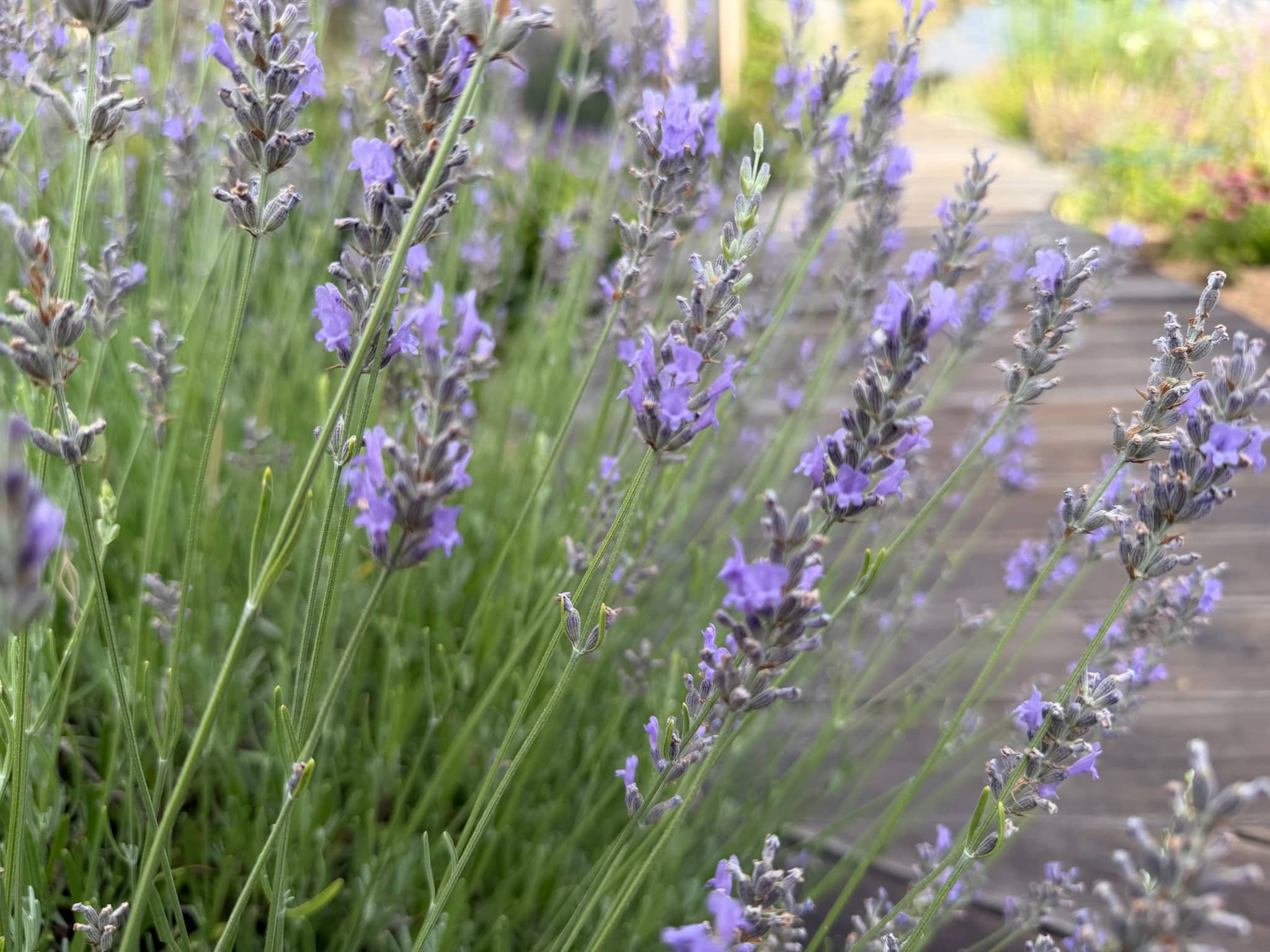 Munstead English lavender with tiny lavender flowers along silver-green spikes