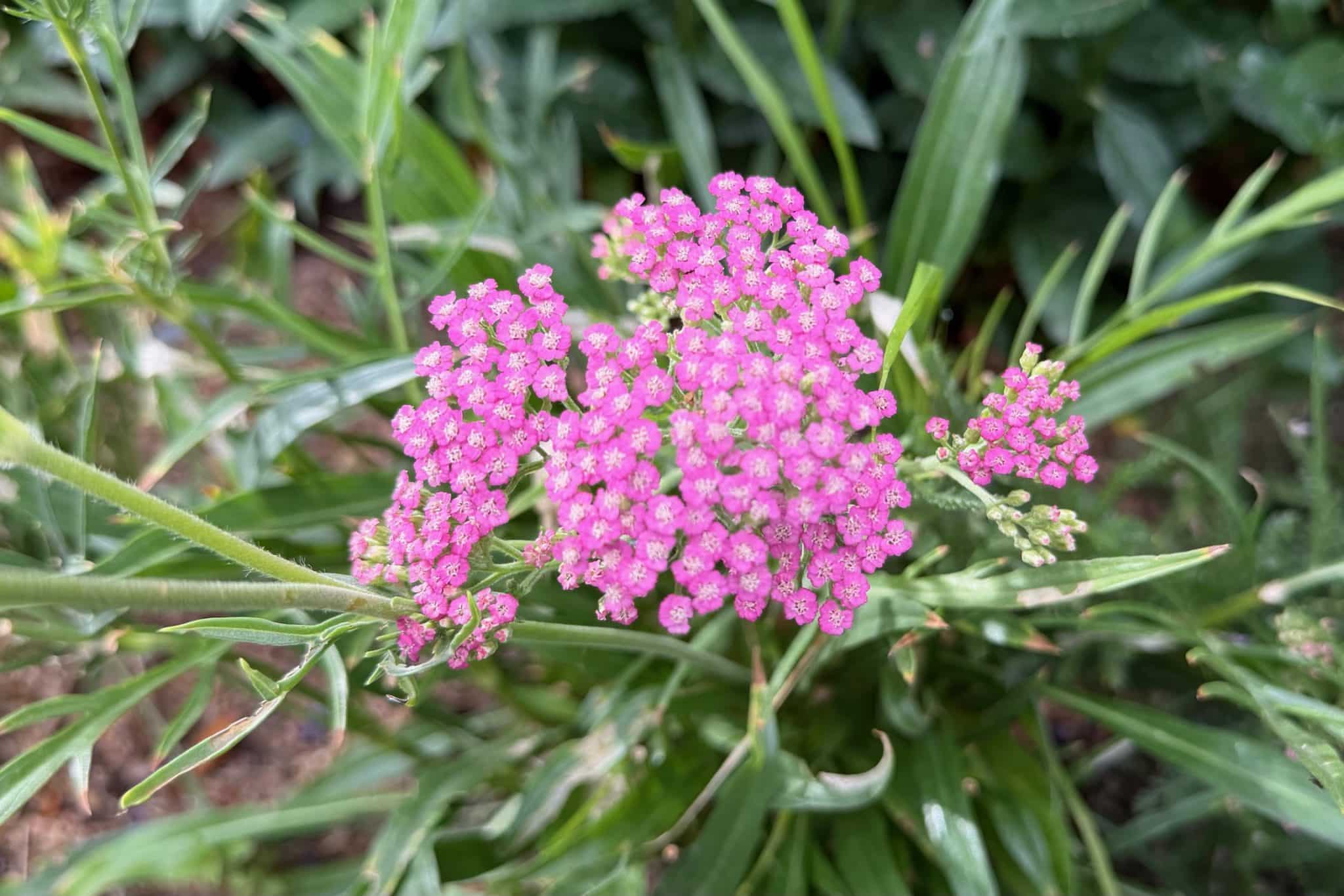 Pink umbels of Yarrow, Achillea millefolium Pink Grapefruit