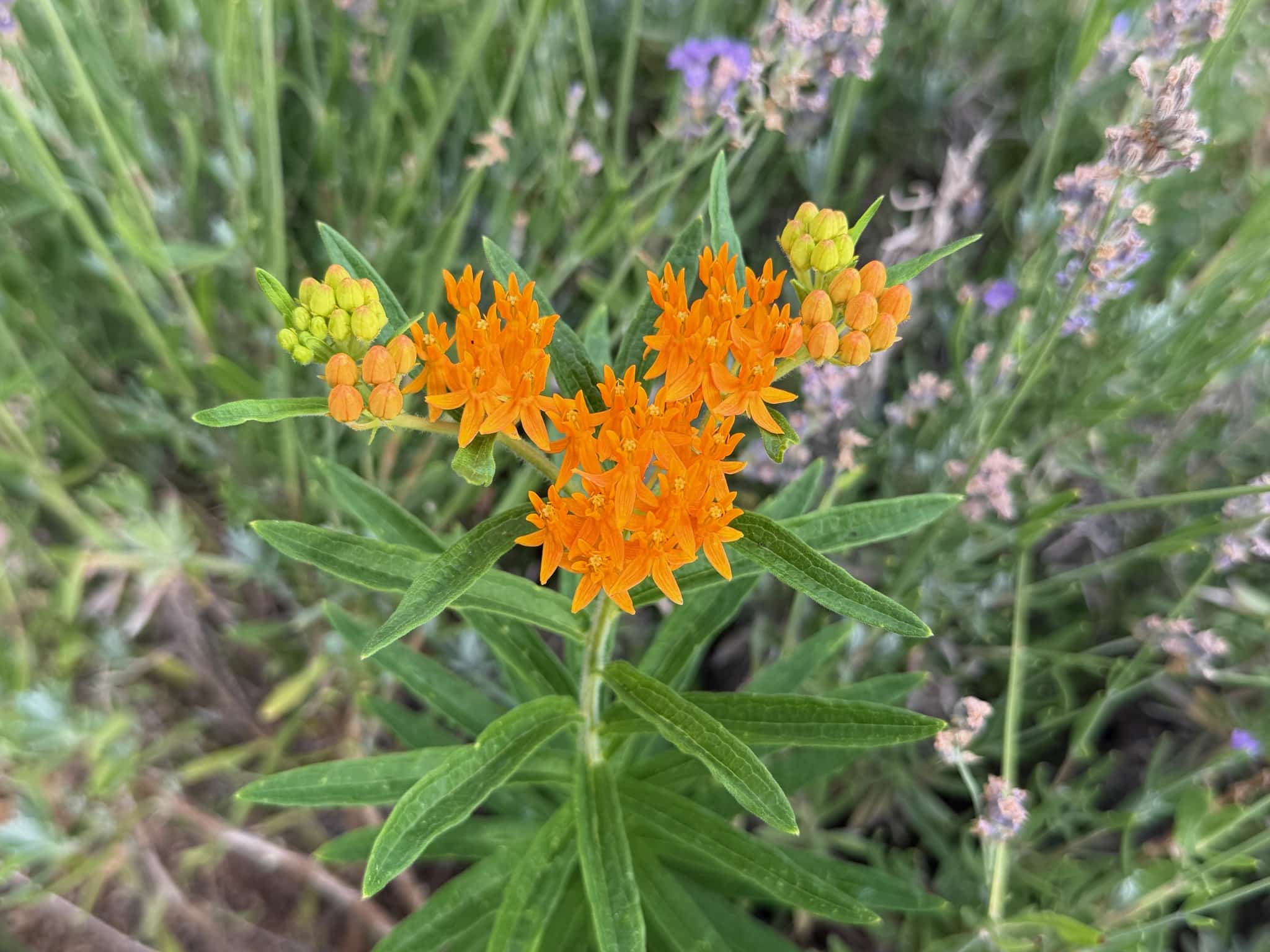 Orange umbels of Butterfly Weed, Asclepias tuberosa