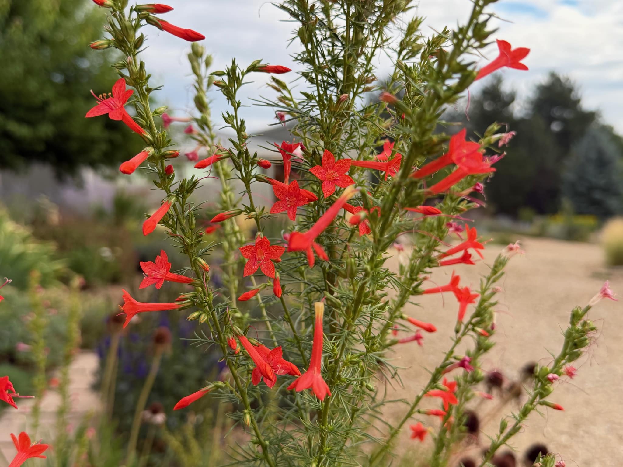 Scarlet Gilia, Ipomopsis aggregata with orange-red trumpets perched on 4-foot tall frilly stems.
