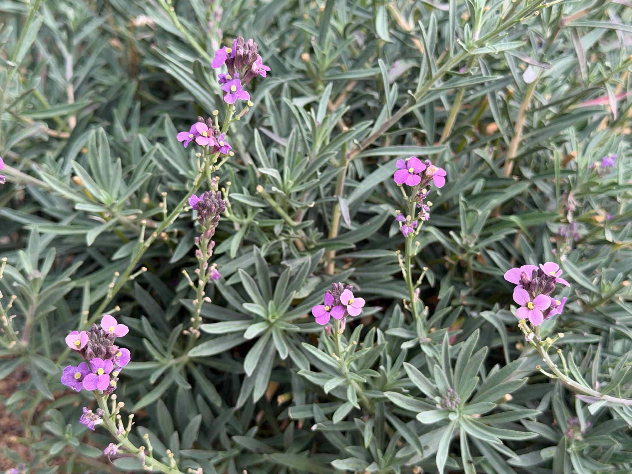 Clusters of many-flowered, violet plumes on Wallflower, Erysimum Bowles Mauve