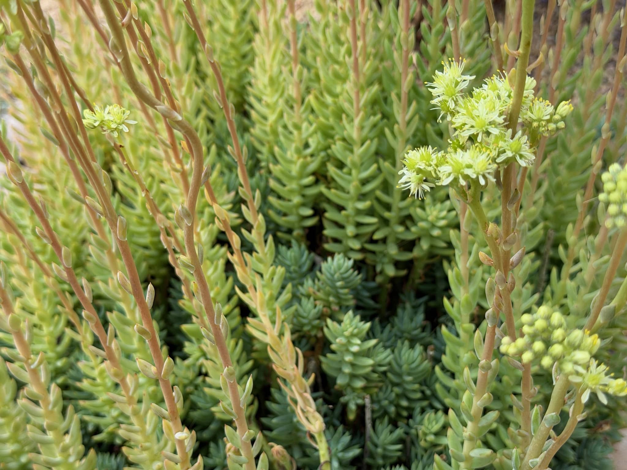 Sedum sediforme Turquoise Tails looking like mini silver-green pine trees with fat branches.