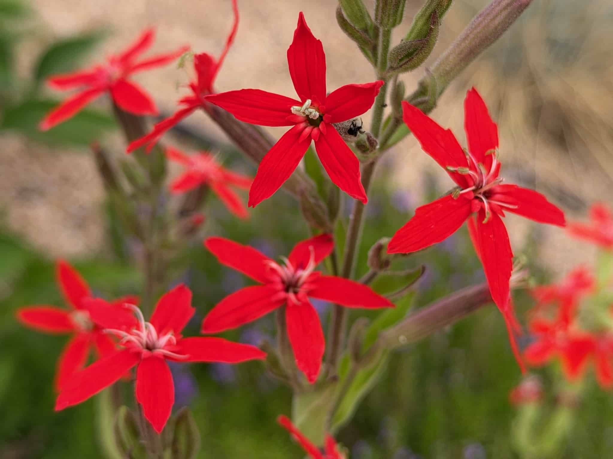 Royal Catchfly, Silene regia sporting tall stems with 1-inch red star flowers.