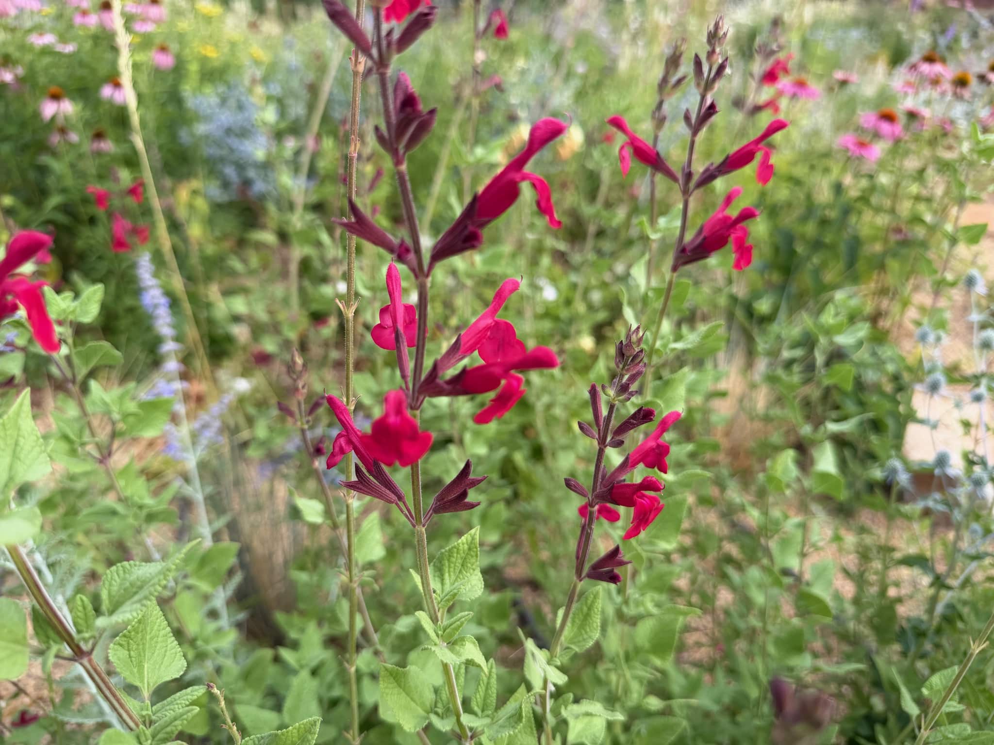 Salvia Windwalker Royal Red's tall branches lined with red trumpets.