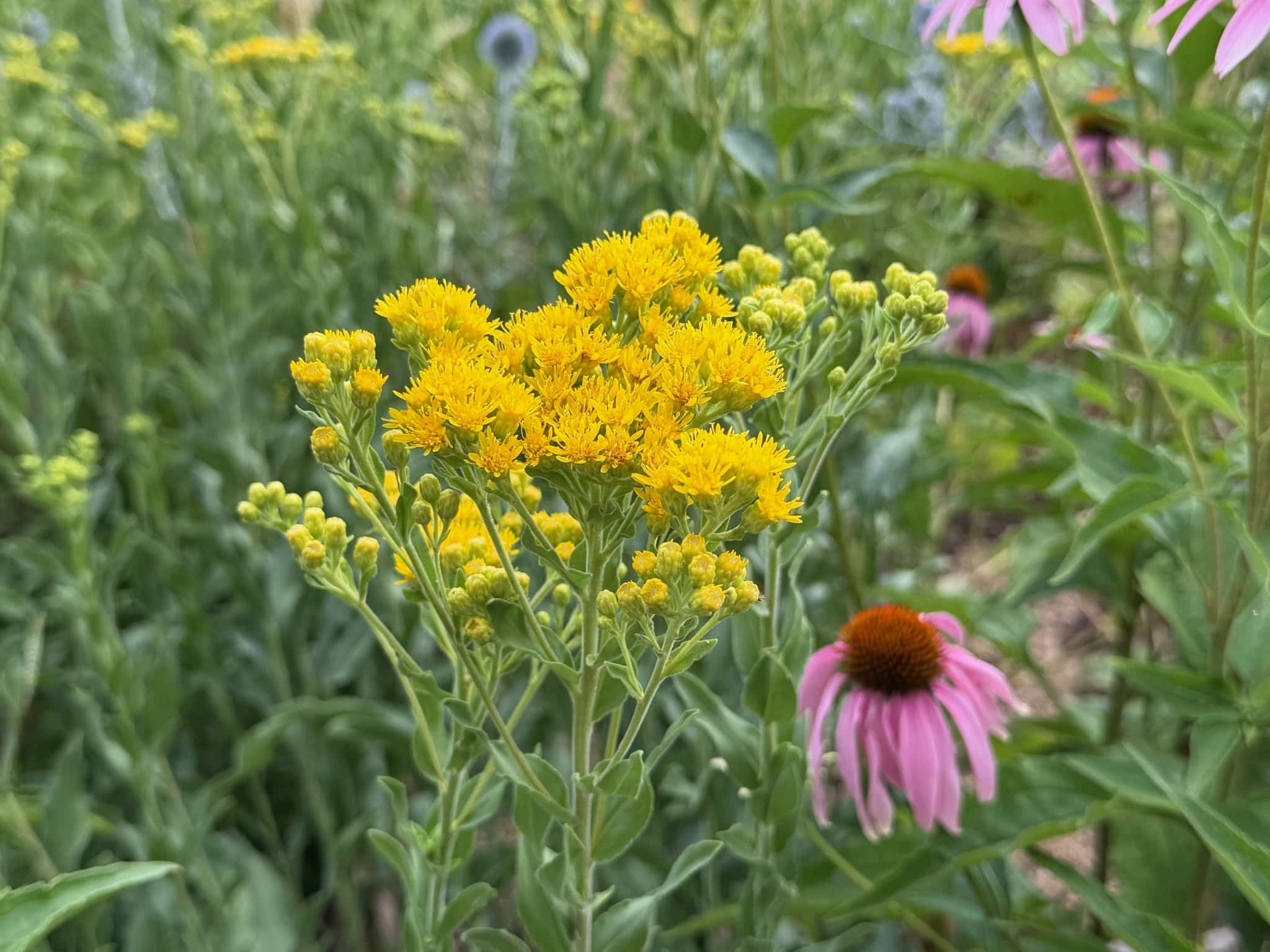 Stiff Goldenrod, Oligoneuron rigidum with its clusters of fuzzy yellow flowers in an umbel shape.