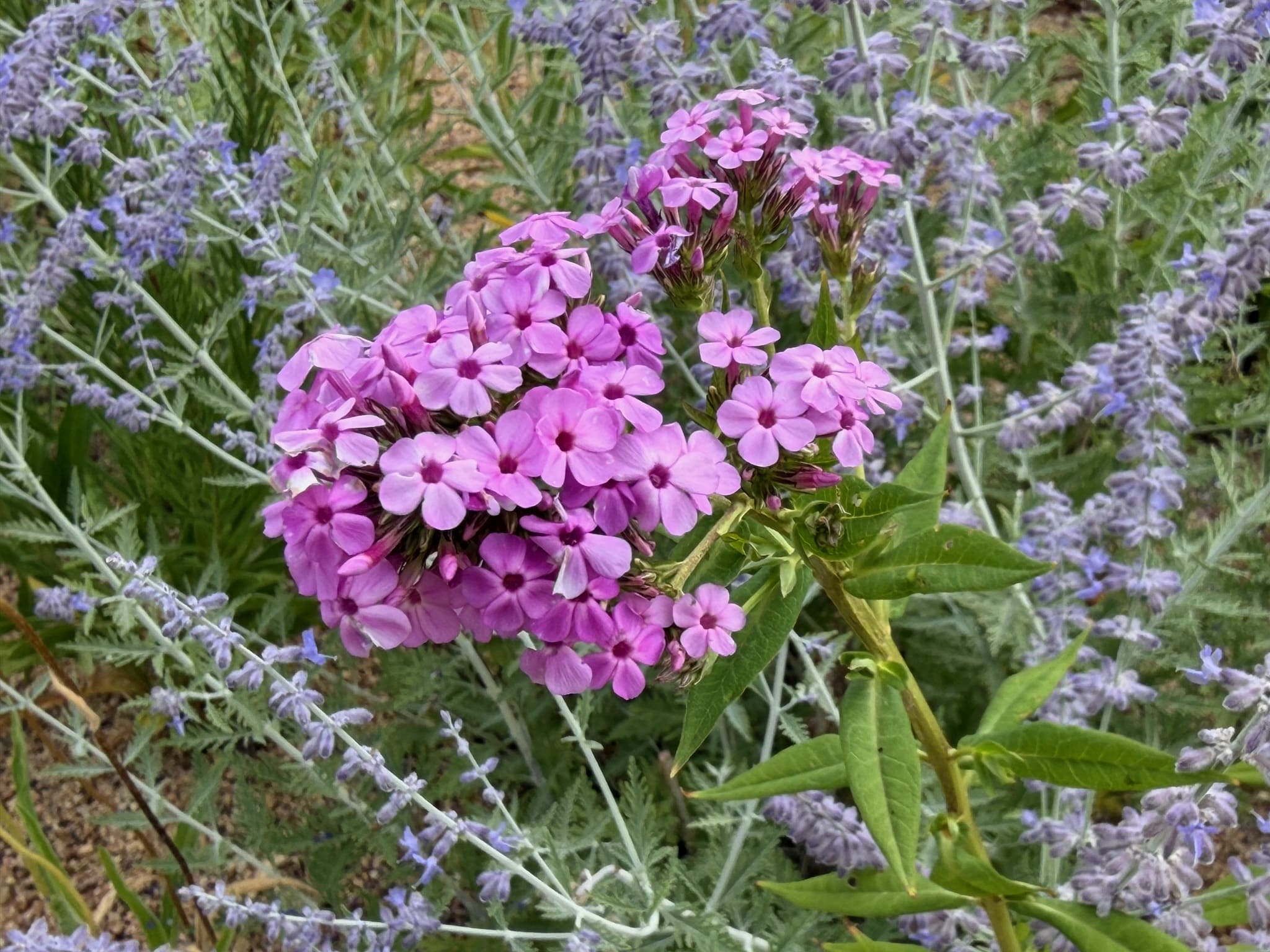 Tall Garden Phlox paniculata Jeana with small, pink daisy flowers gathered in a rounded cluster.