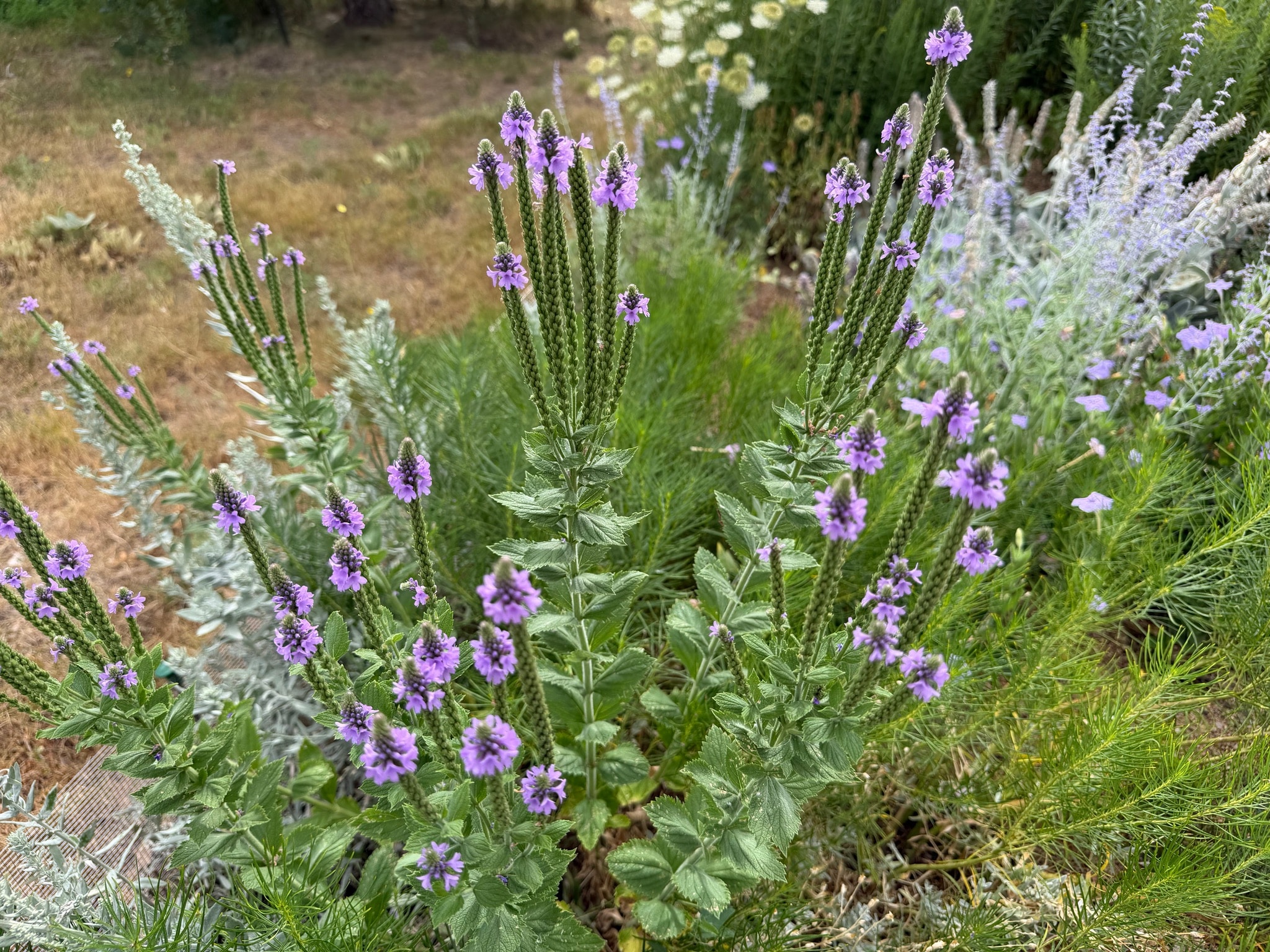Hoary Vervain or Verbena stricta showing multiple green spires with a ring of tiny, purple flowers.
