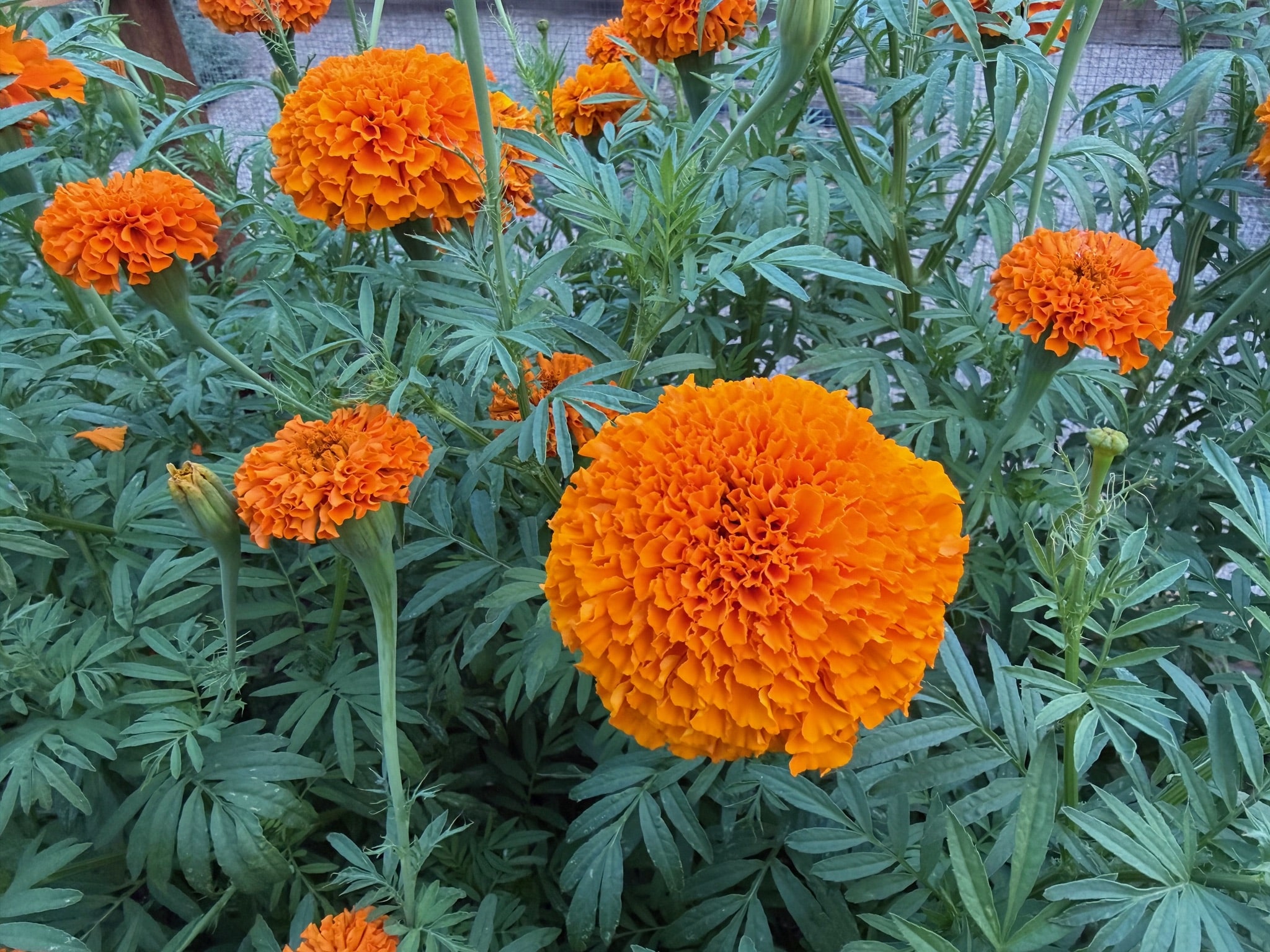 Marigold, Giant Orange