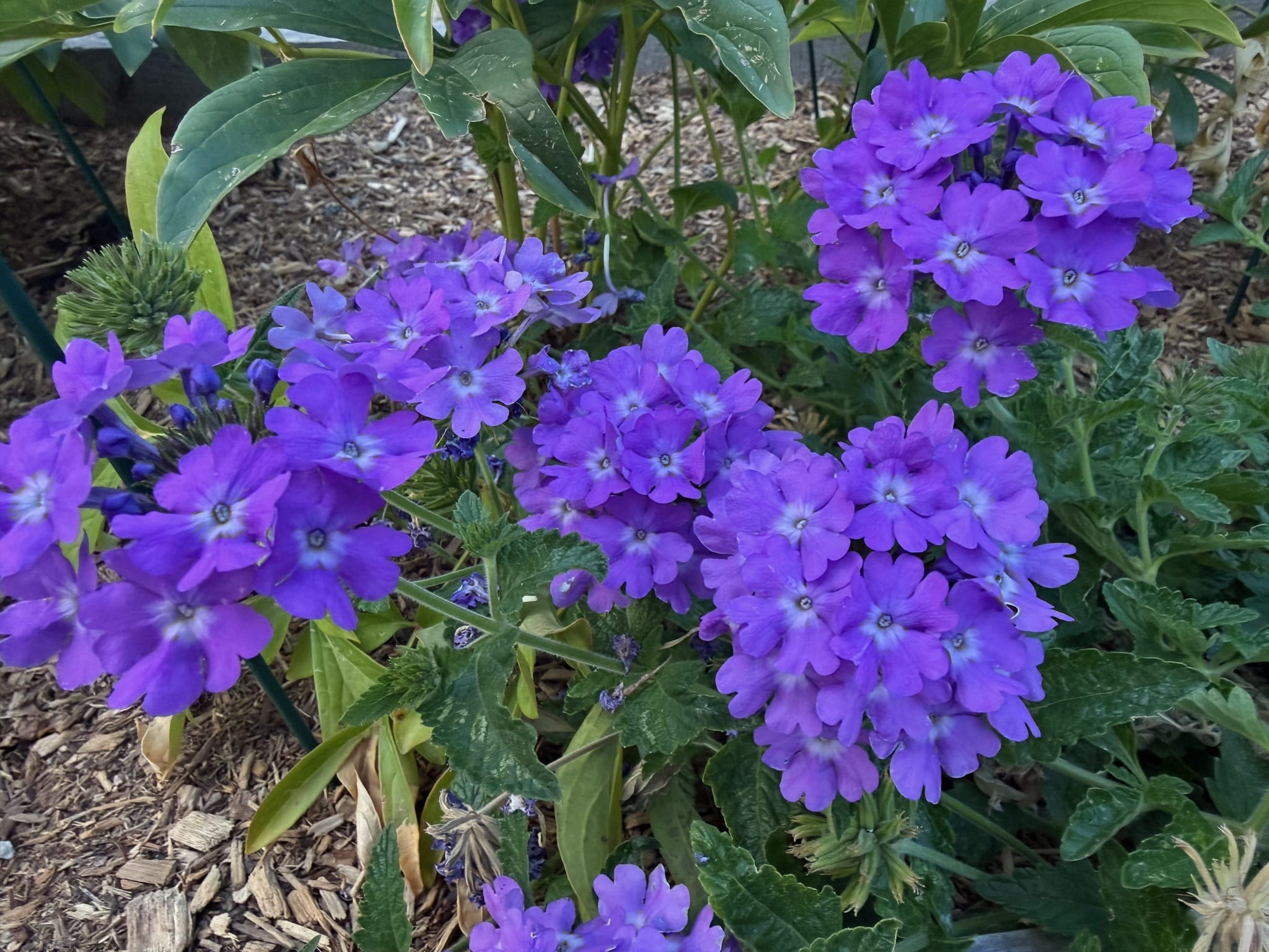 Annual verbena, superbena lilac