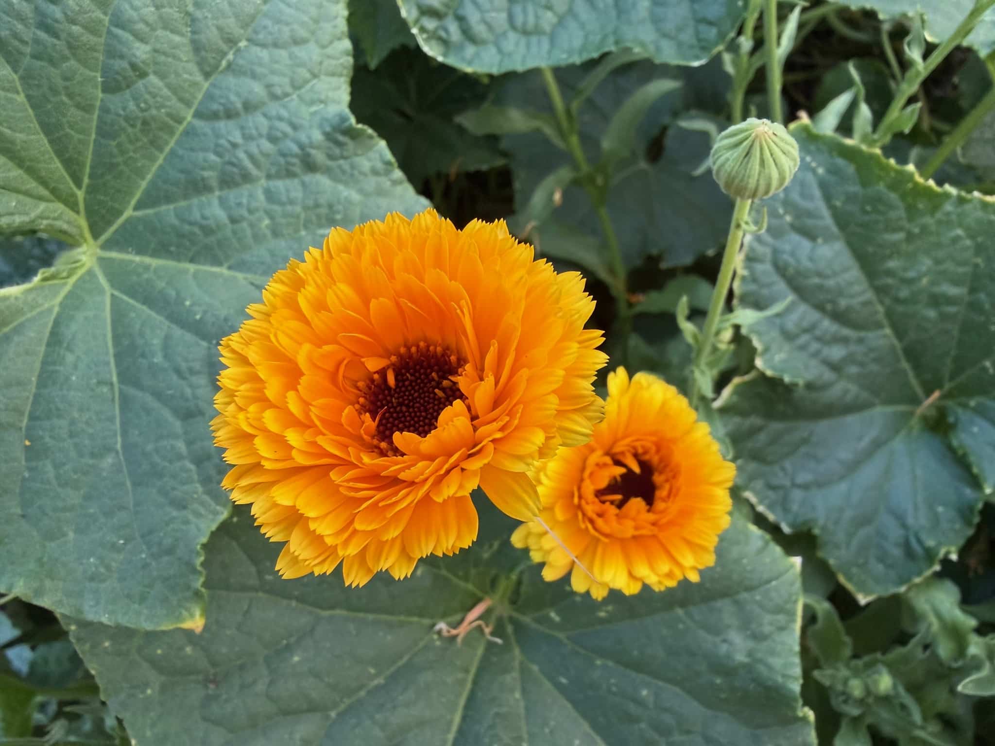 Calendula flowers, Ball's Orange