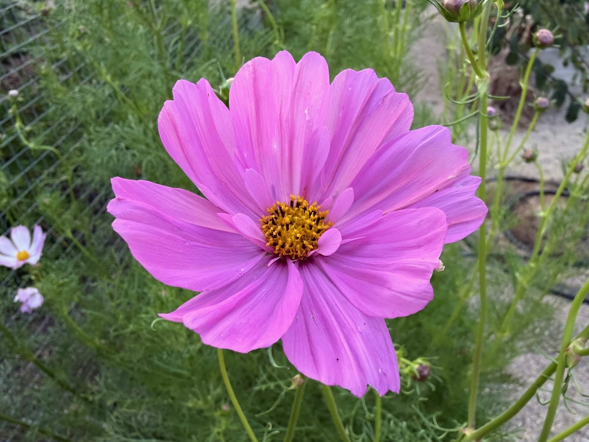Pink cosmos flower