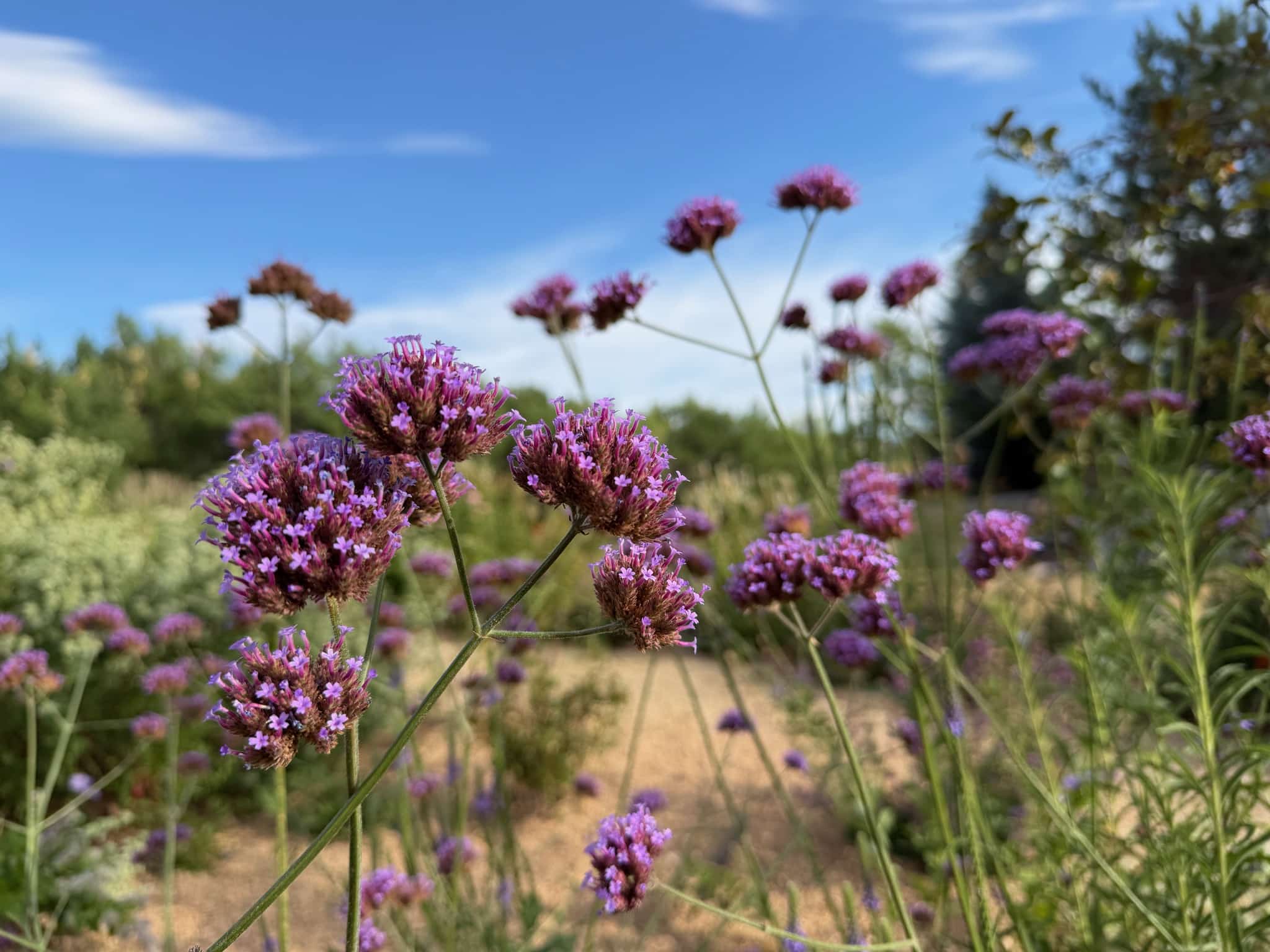 Tiny violet flowers that clump together in a rounded umbel on tall, branching stems, called Vervain or Verbena bonariensis.