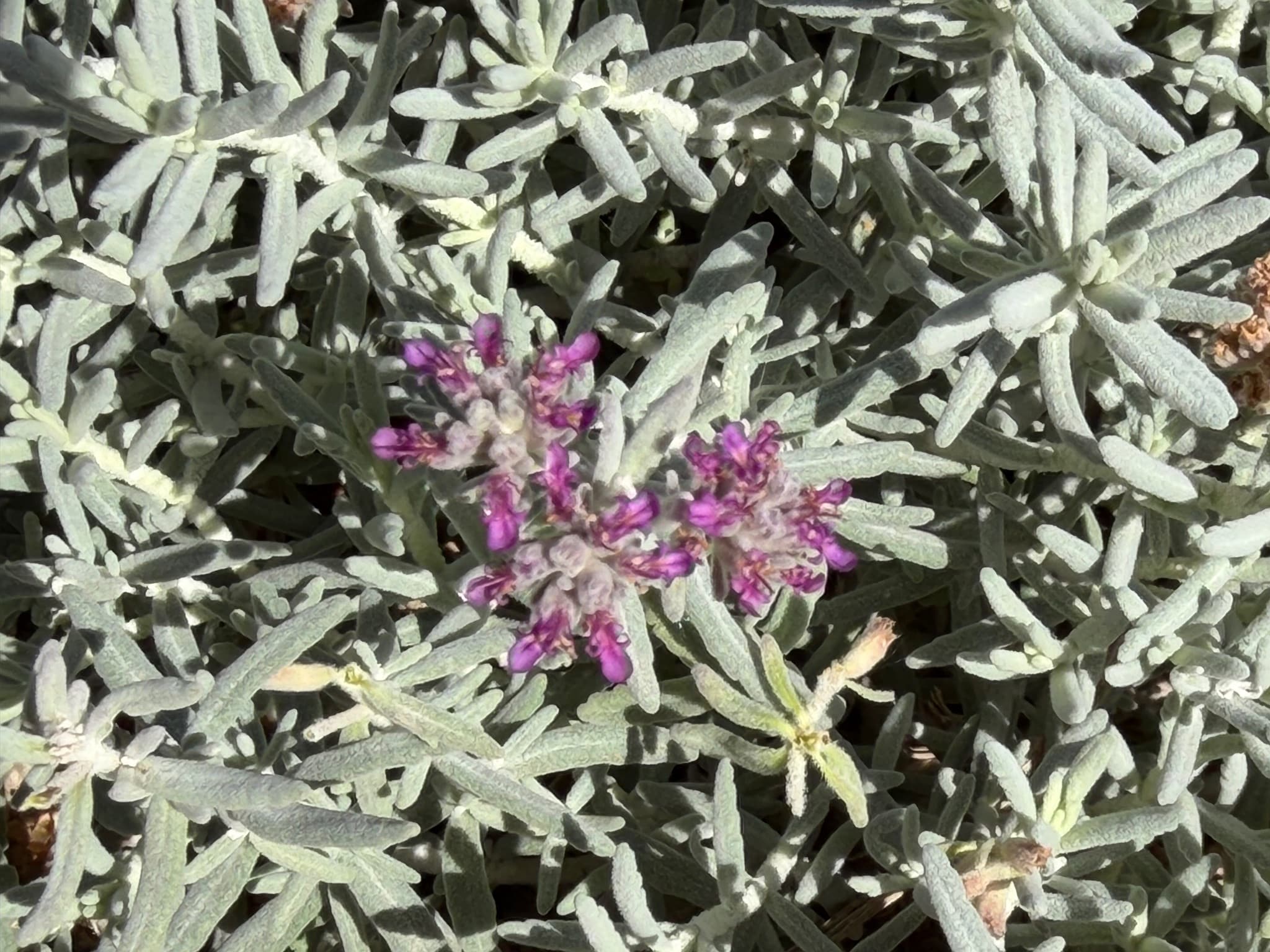 Silvery, small-leaved folilage of Creeping Germander, known as Teucrium Harlequin's Silver