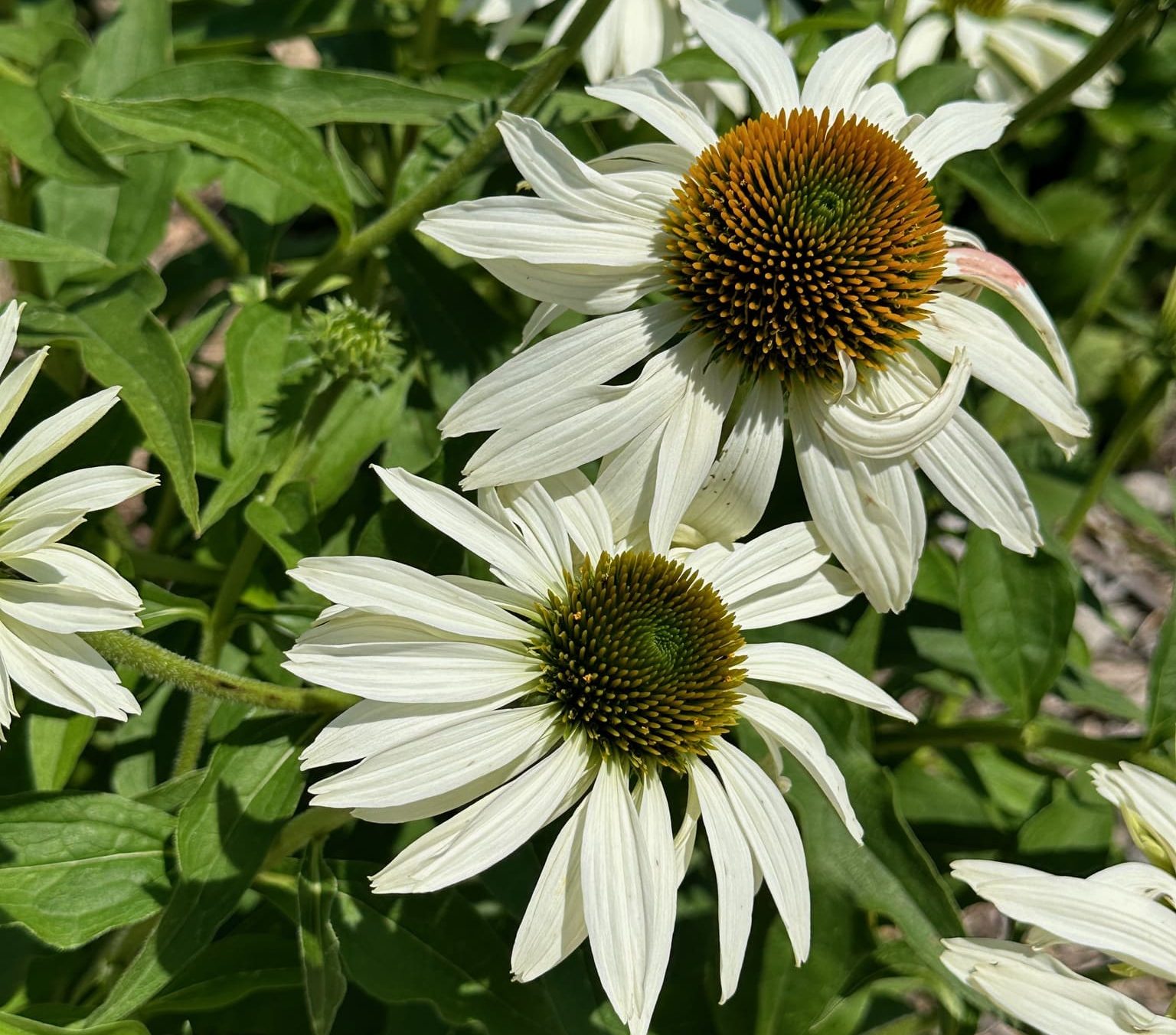 Coneflower, Echinacea purpurea White Swan with white daisy-shape flowers around a yellow-green button center.