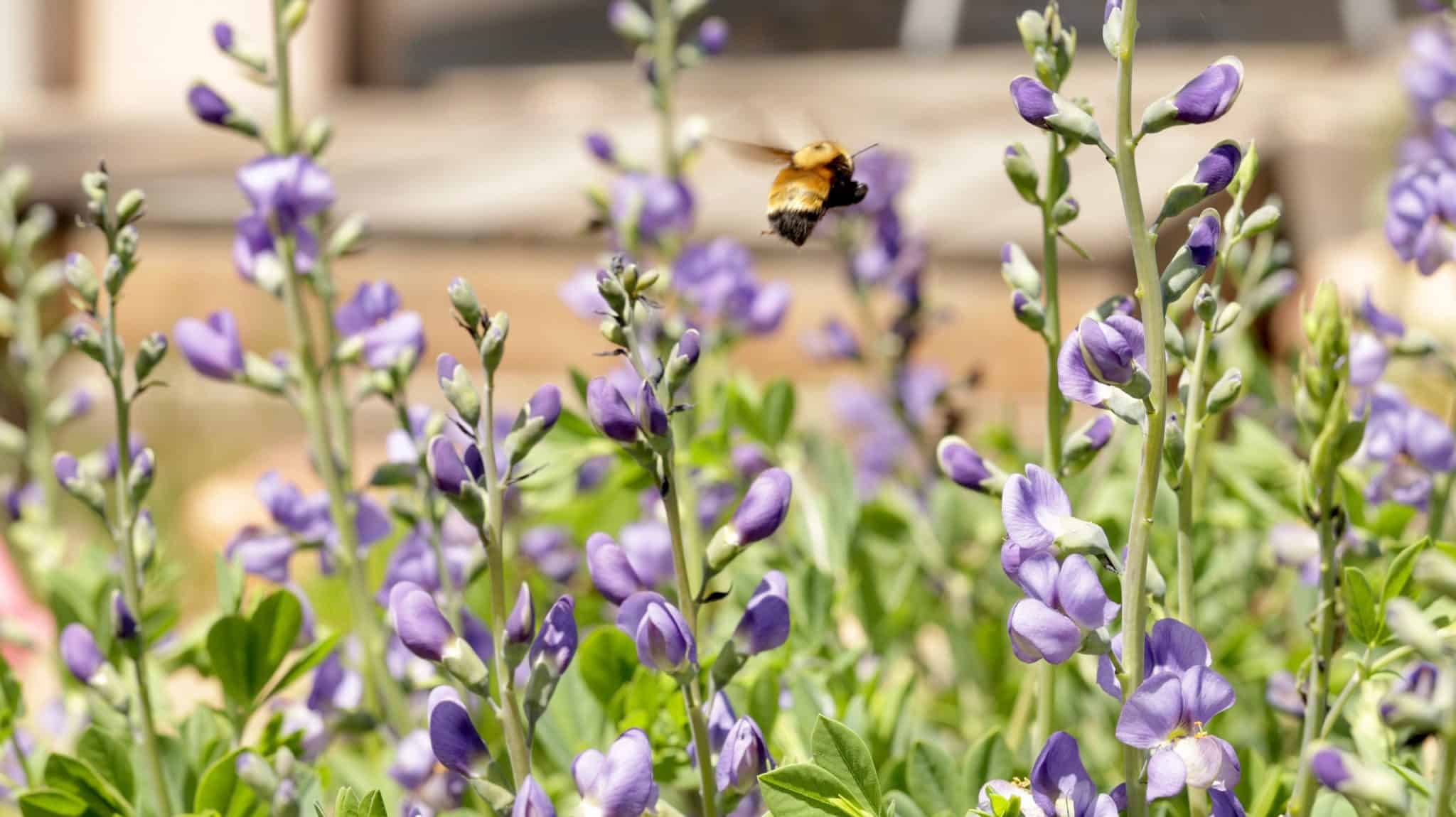 Fat bumblebee zooming through spires of purple baptisia