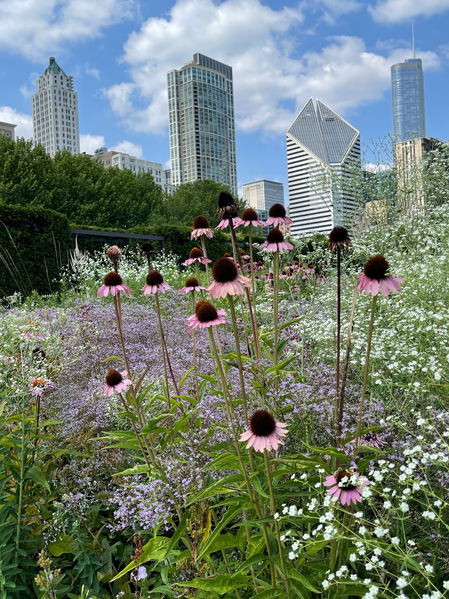 Pink echinacea at the Lurie Garden in Chicago
