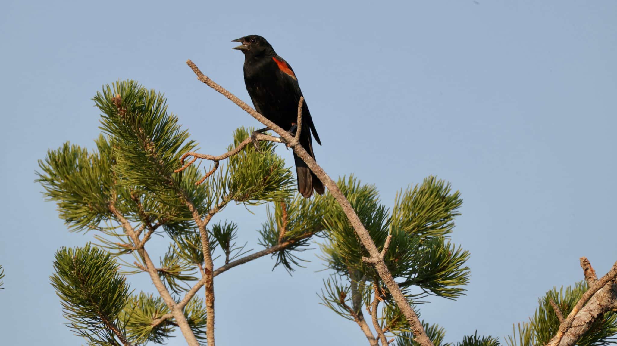 Male red-wing blackbird singing in the top branches of a limber pine.