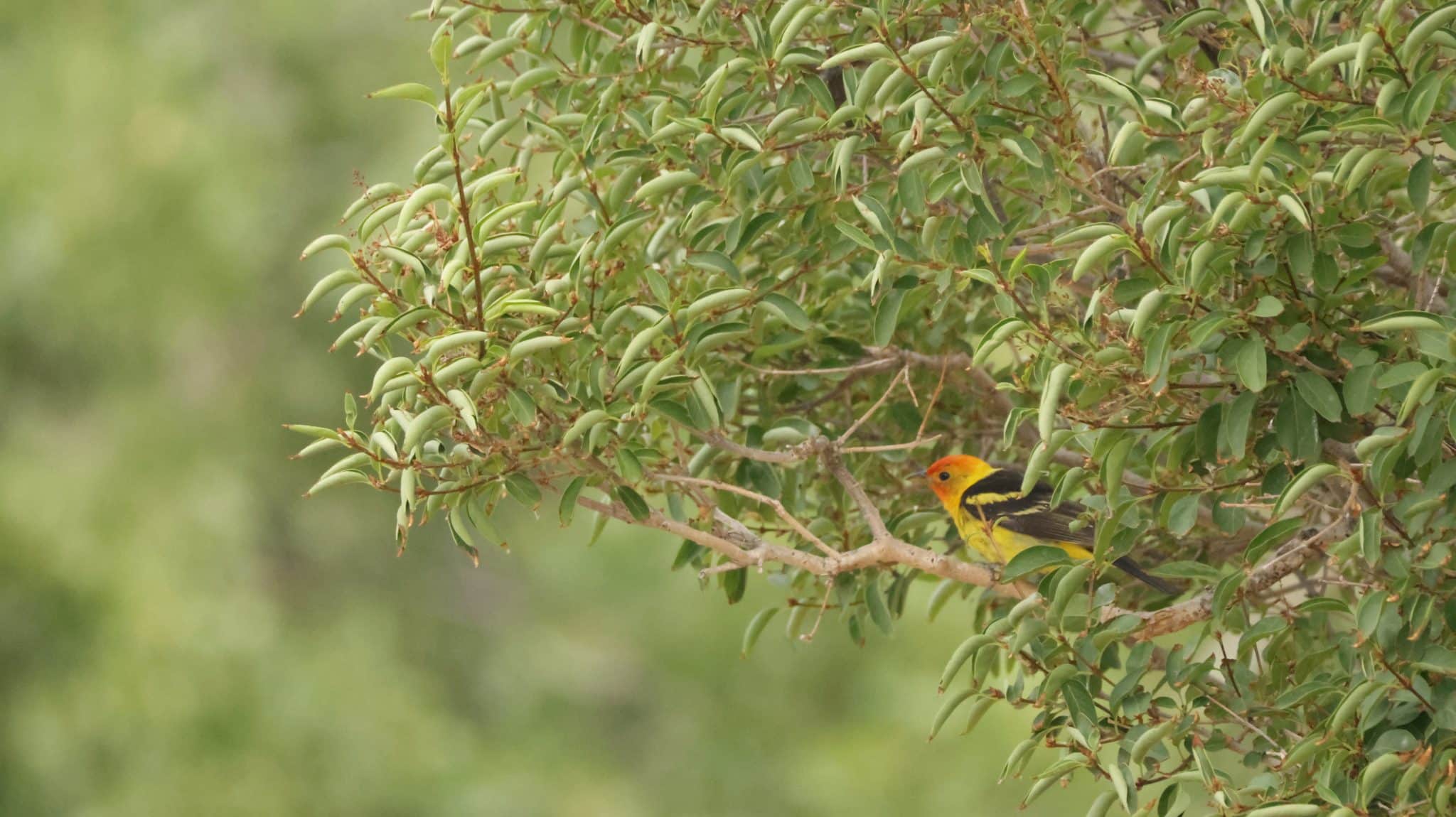 Western Tanager sitting on a lilac branch, with its yellow body, black wings and orange-red head feathers.