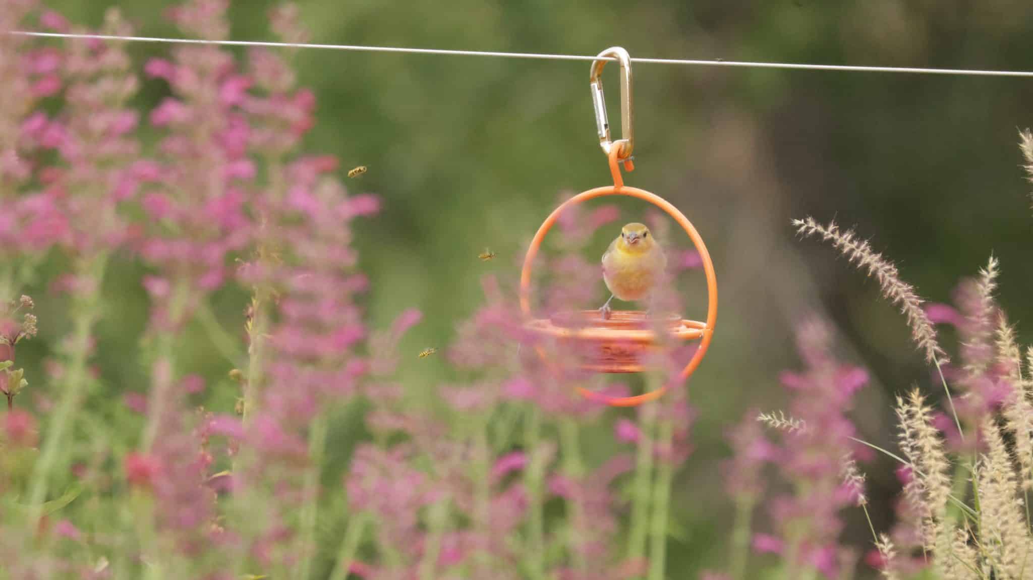 A young oriole sits on the jelly feeder, visible through plumes of pink agastache cana.
