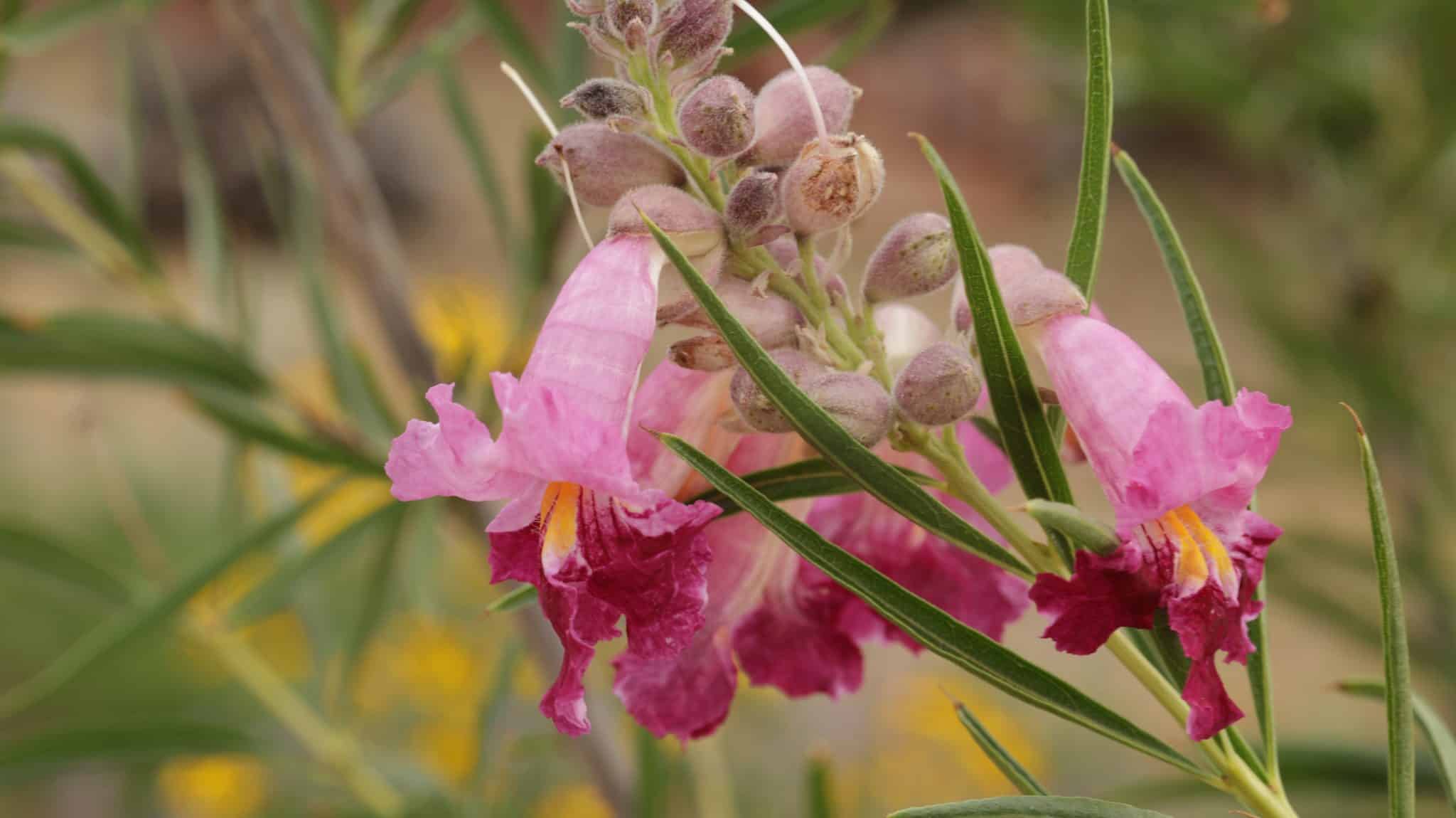 Desert willow flowers with their pink trumpet flowers with maroon lower lip and yellow tongue.
