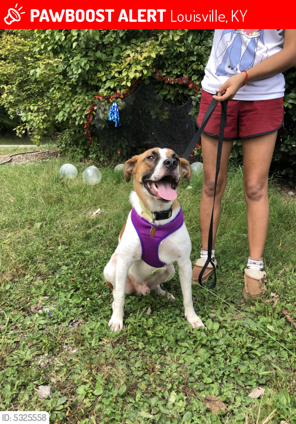 louisville craigslistpetslost and found the art of mike mignola on craigslist lost and found pets louisville ky