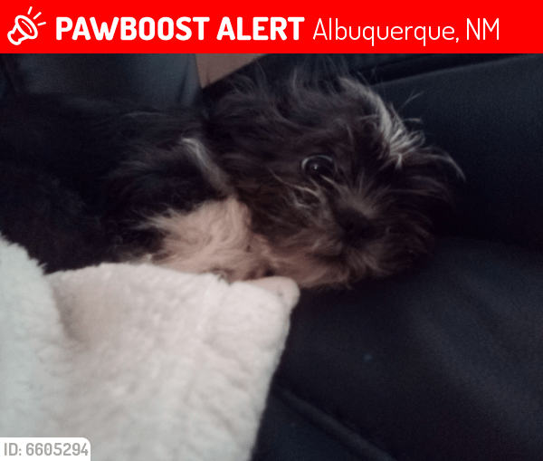 albuquerque craigslist pets on craigslist albuquerque lost pets