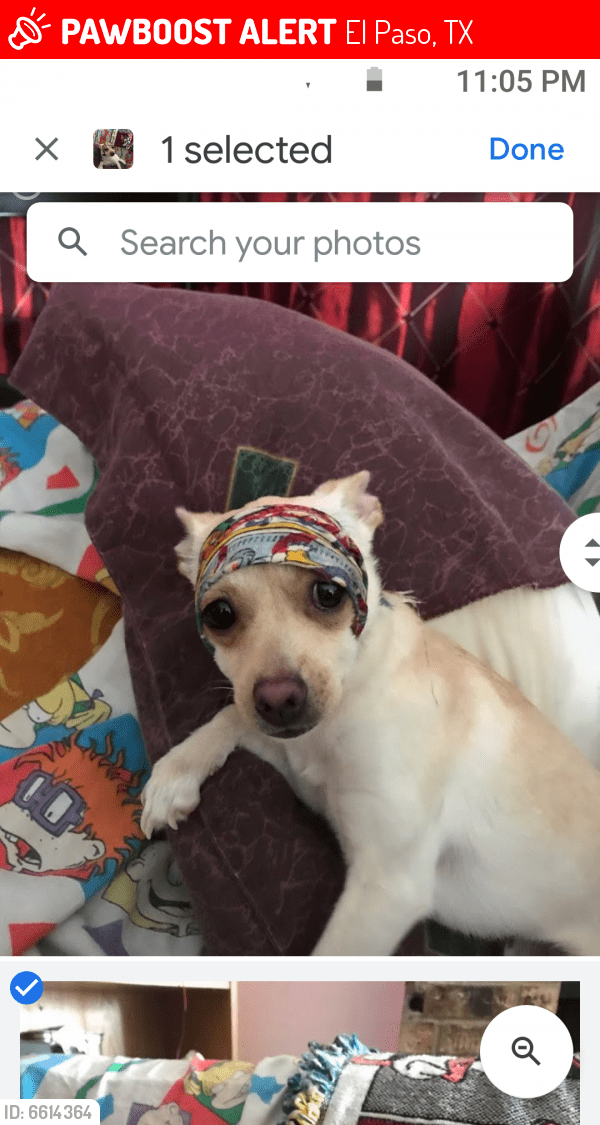 el paso craigslist com on el paso craigslist lost pets