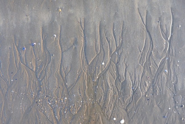auguries of innocence - repeating patterns in nature