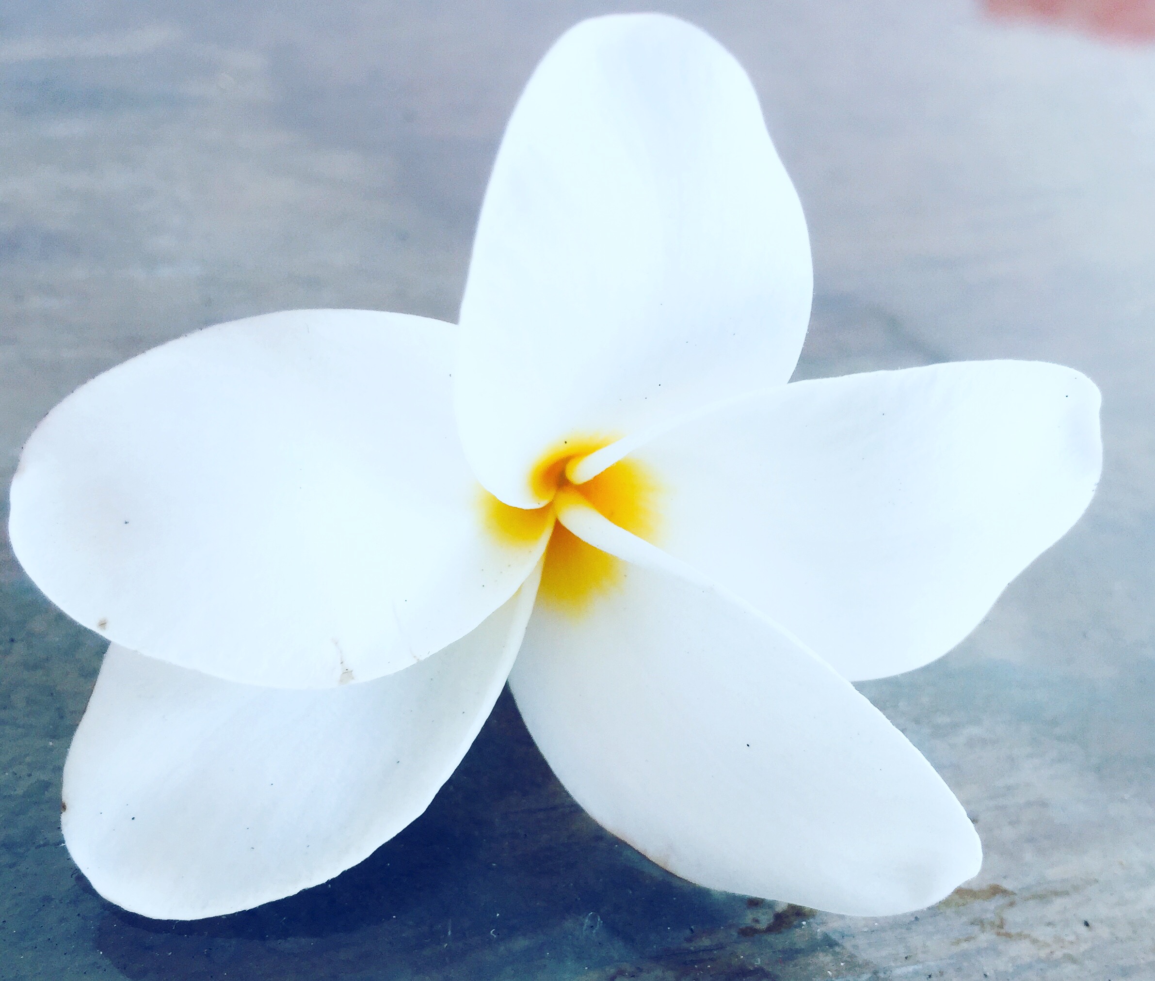 flower to express calmness