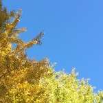 environmental wellness