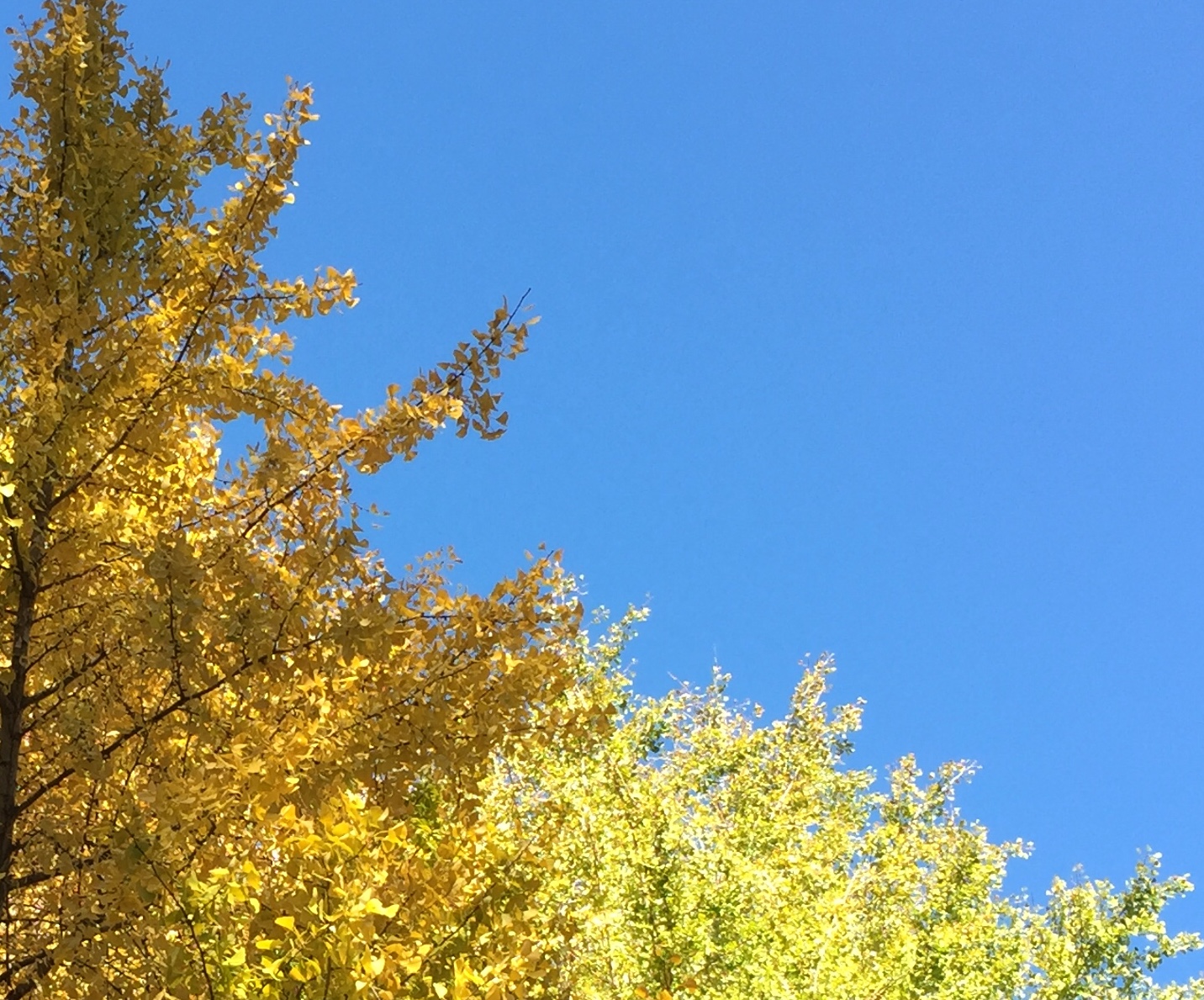 environmental wellness