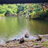 zen ducks