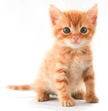 Kittens Sale Sydney