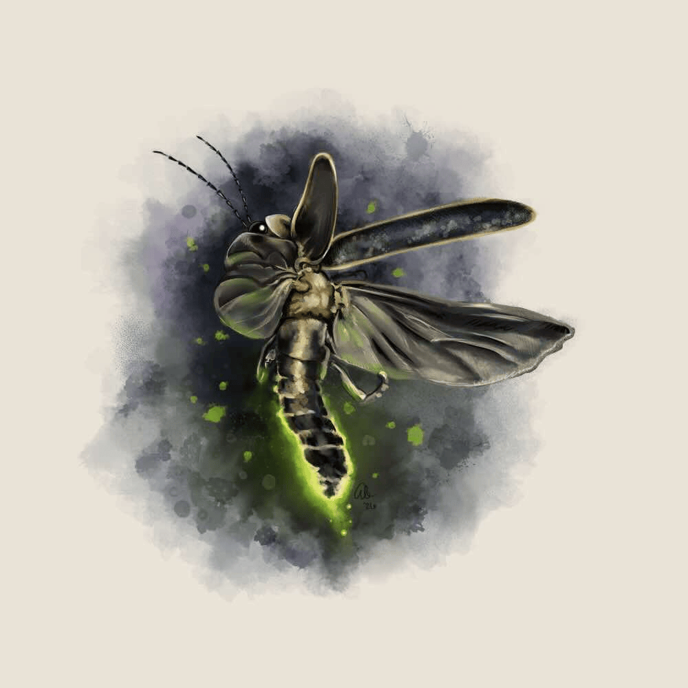 Painted illustration of an adult firefly