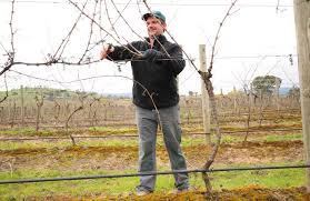 yarrawood pruning