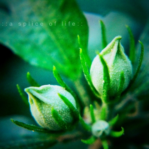 latebloomers6.2