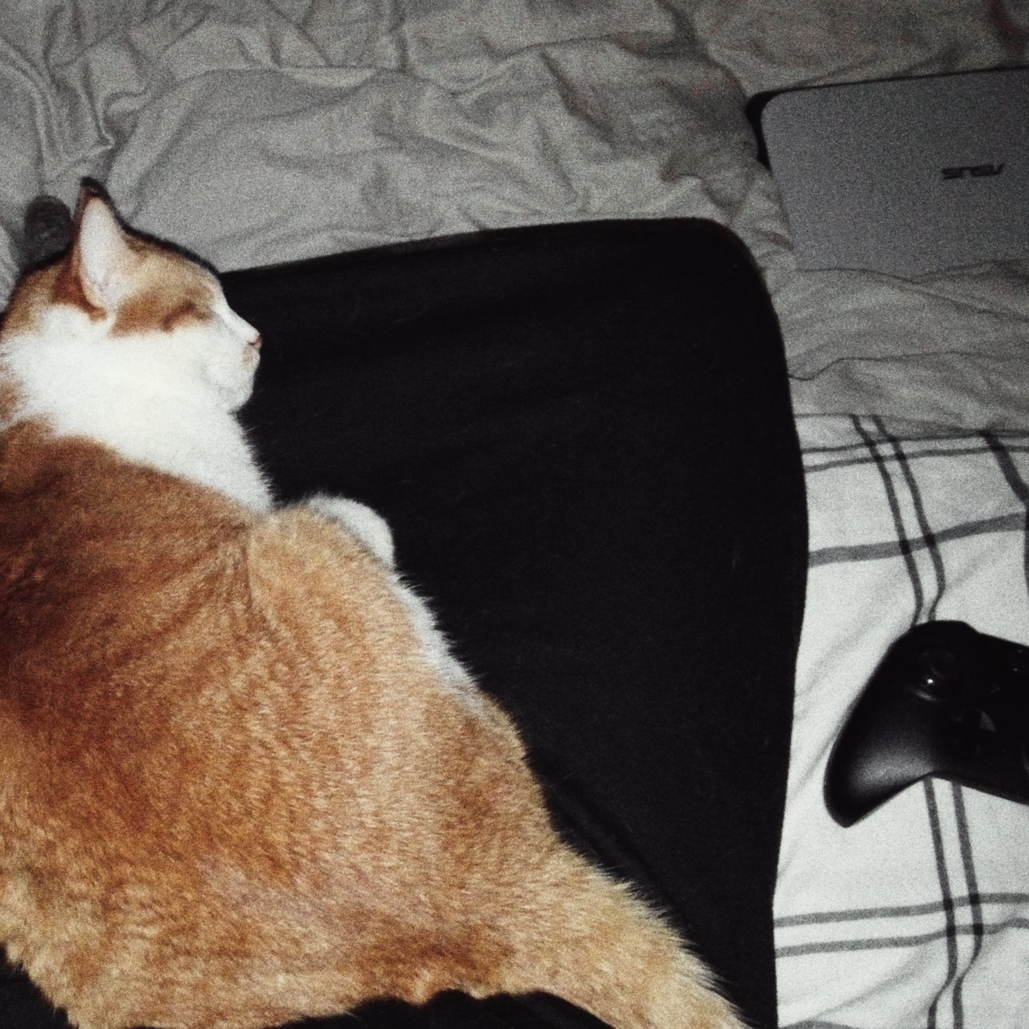 lap cat nap