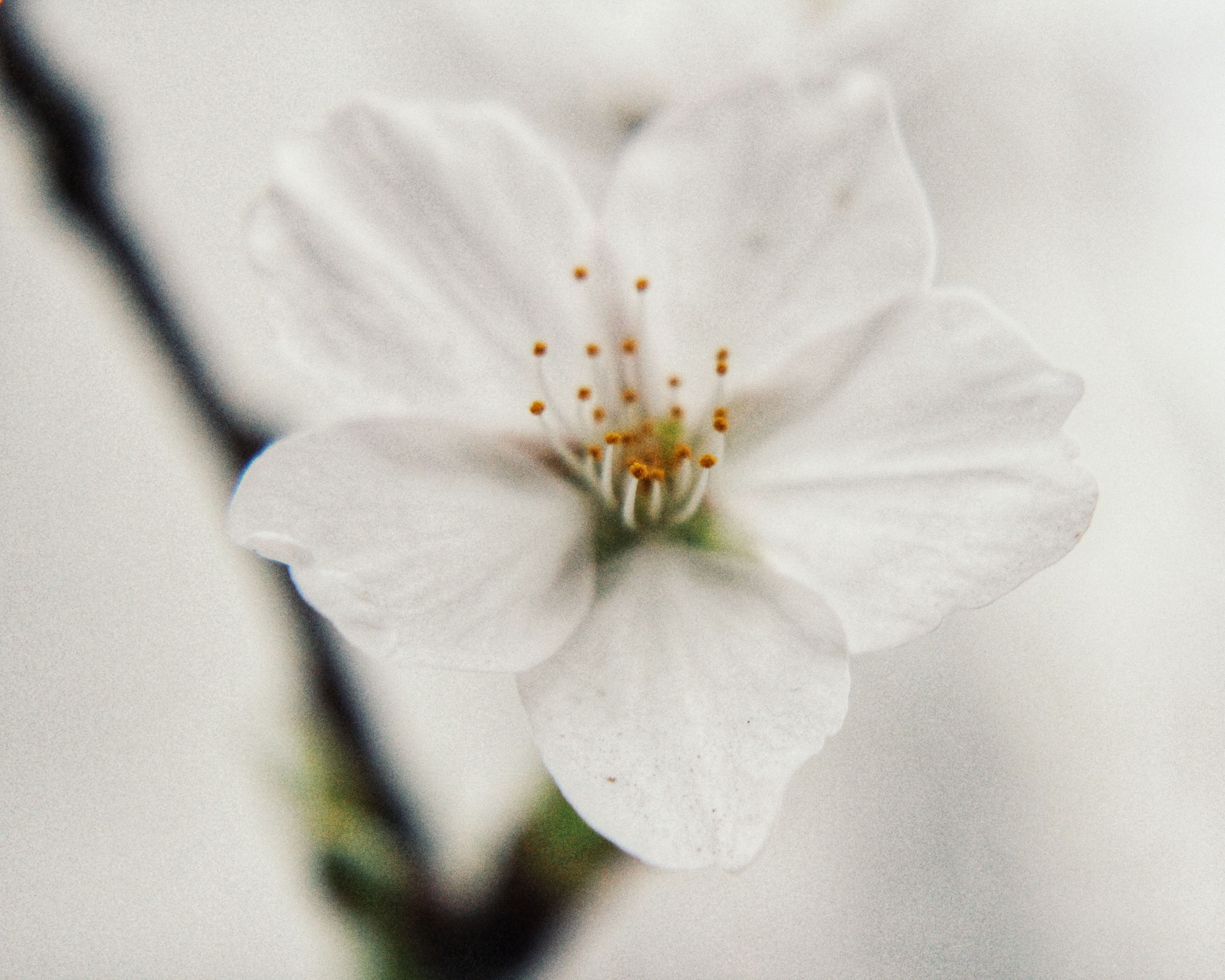 벚꽃 Part II