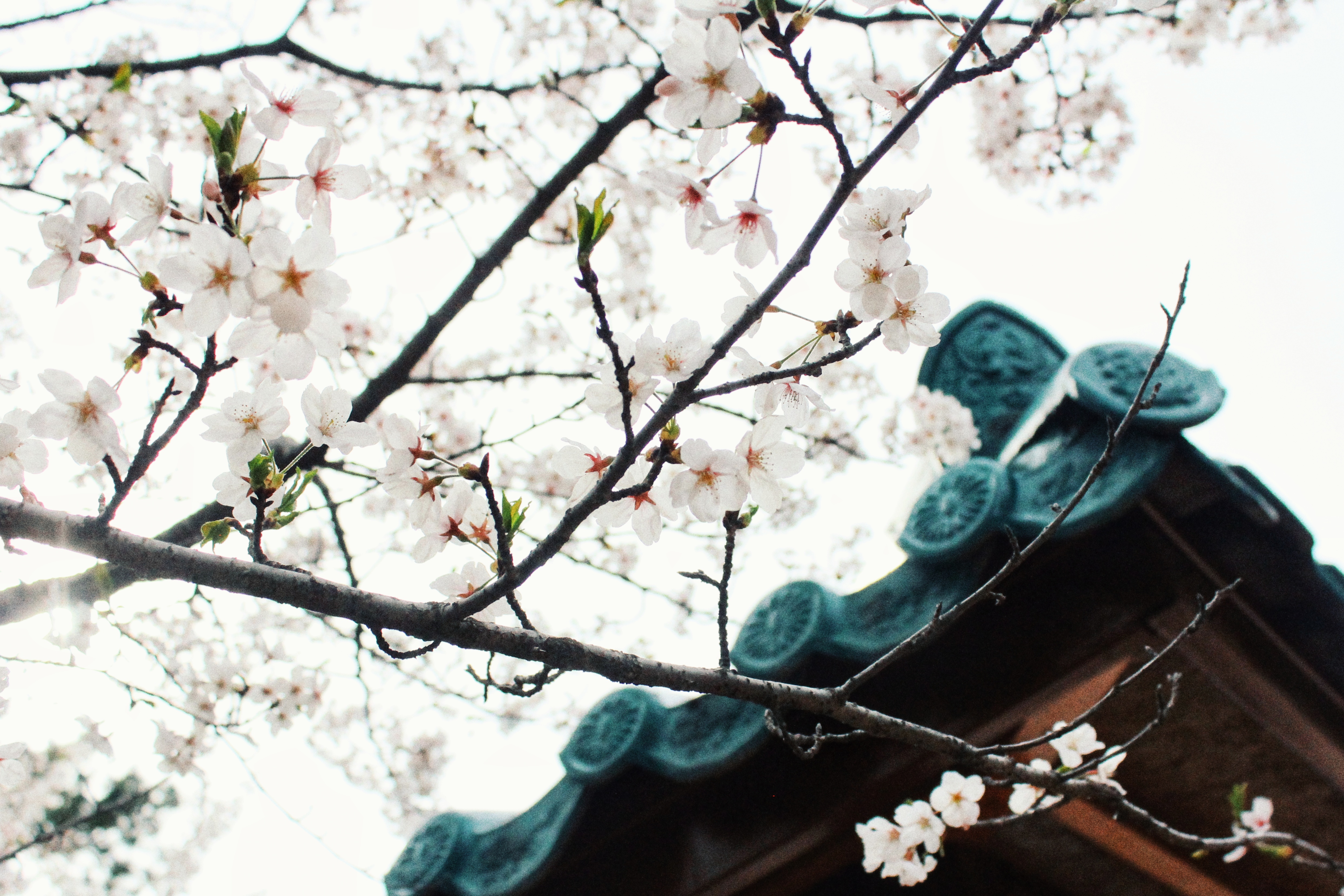 벚꽃 Part I