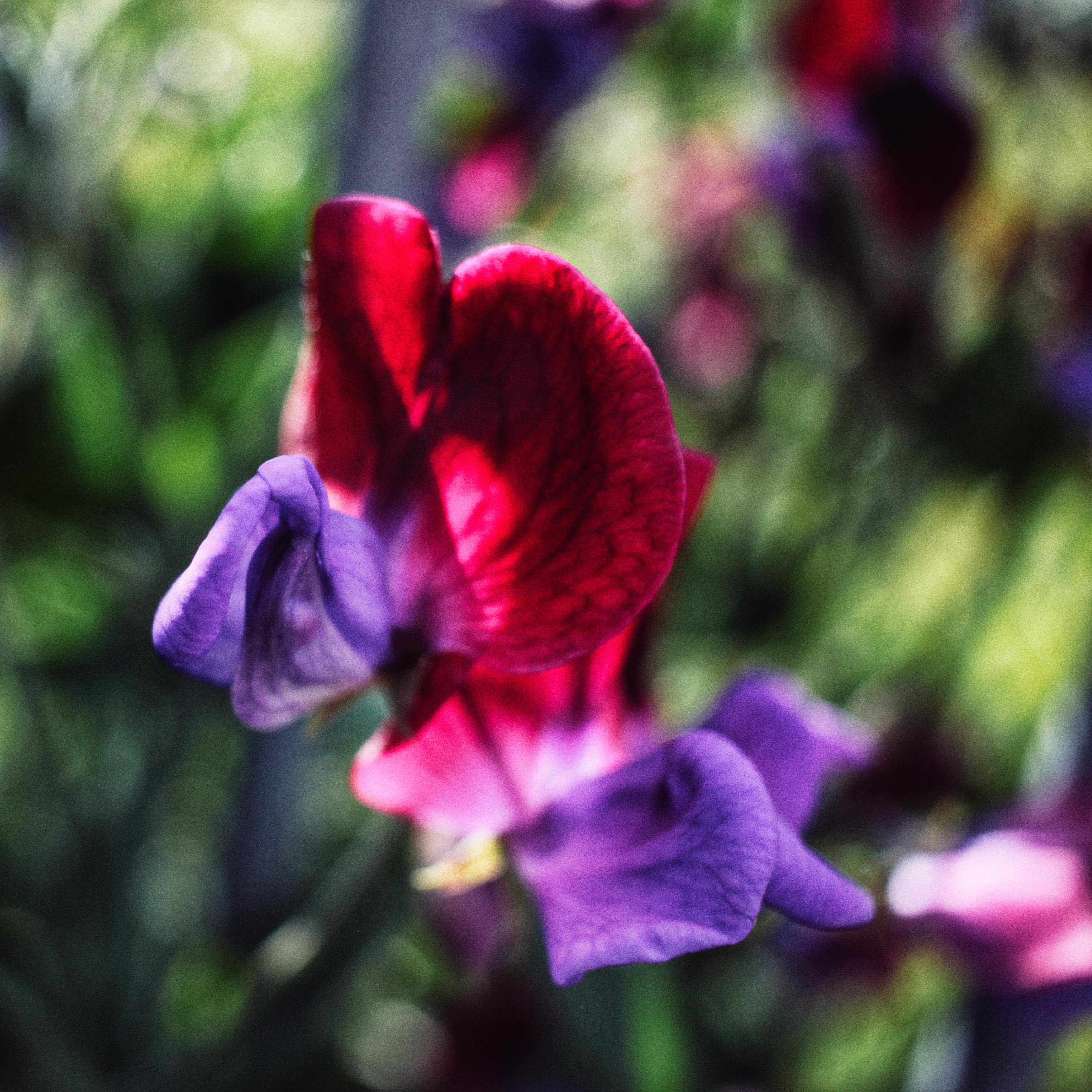 Sweet Pea