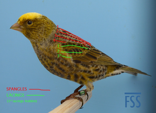 CCSC 2014-markup fss