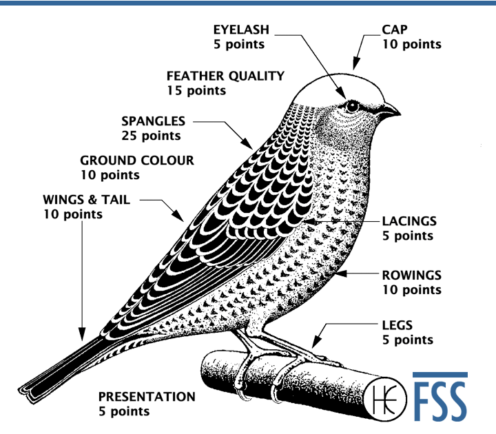 The curious case of the Lizard's scales - fine spangled sort