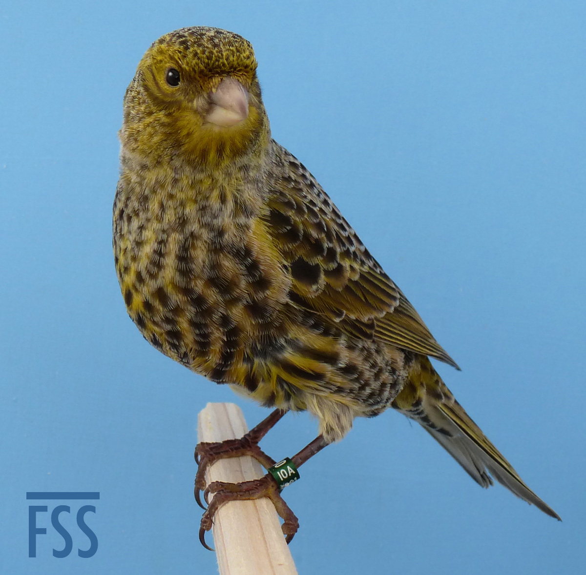 Lizard canaries: 2014 silver – fine spangled sort