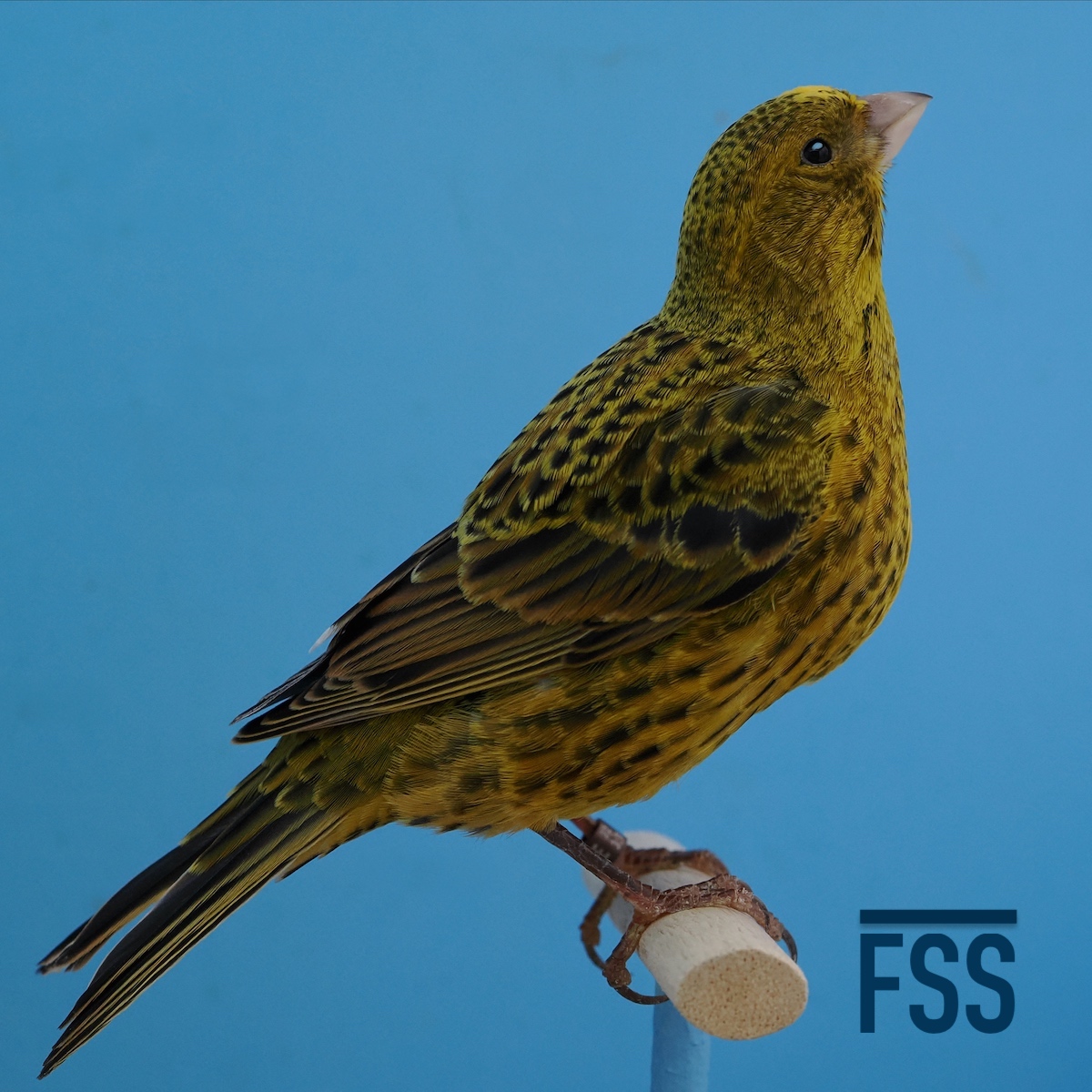 Huw Evans Lizard canaries 2022