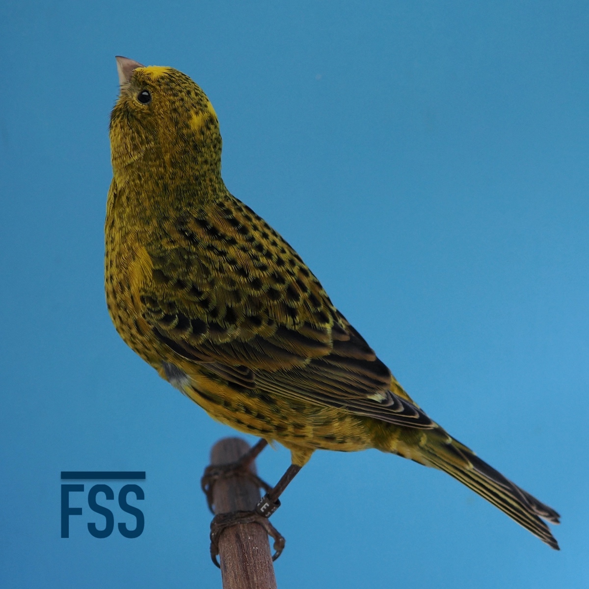 Huw Evans Lizard canaries 2022